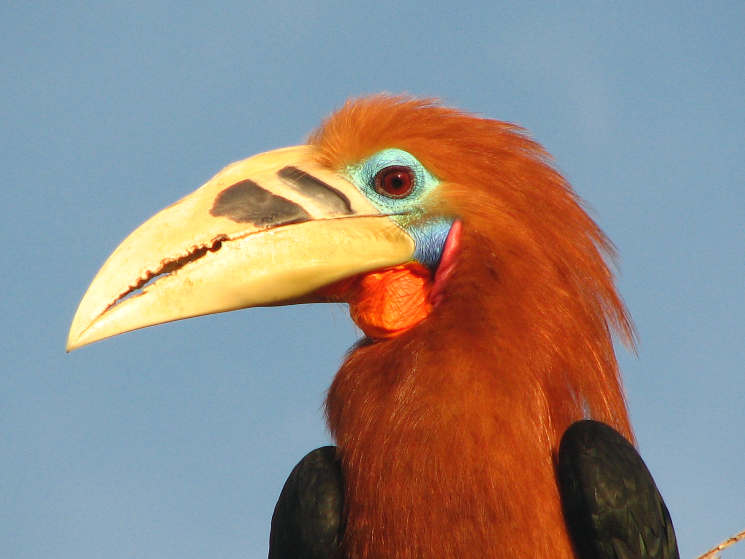 Rufous-necked hornbill 1