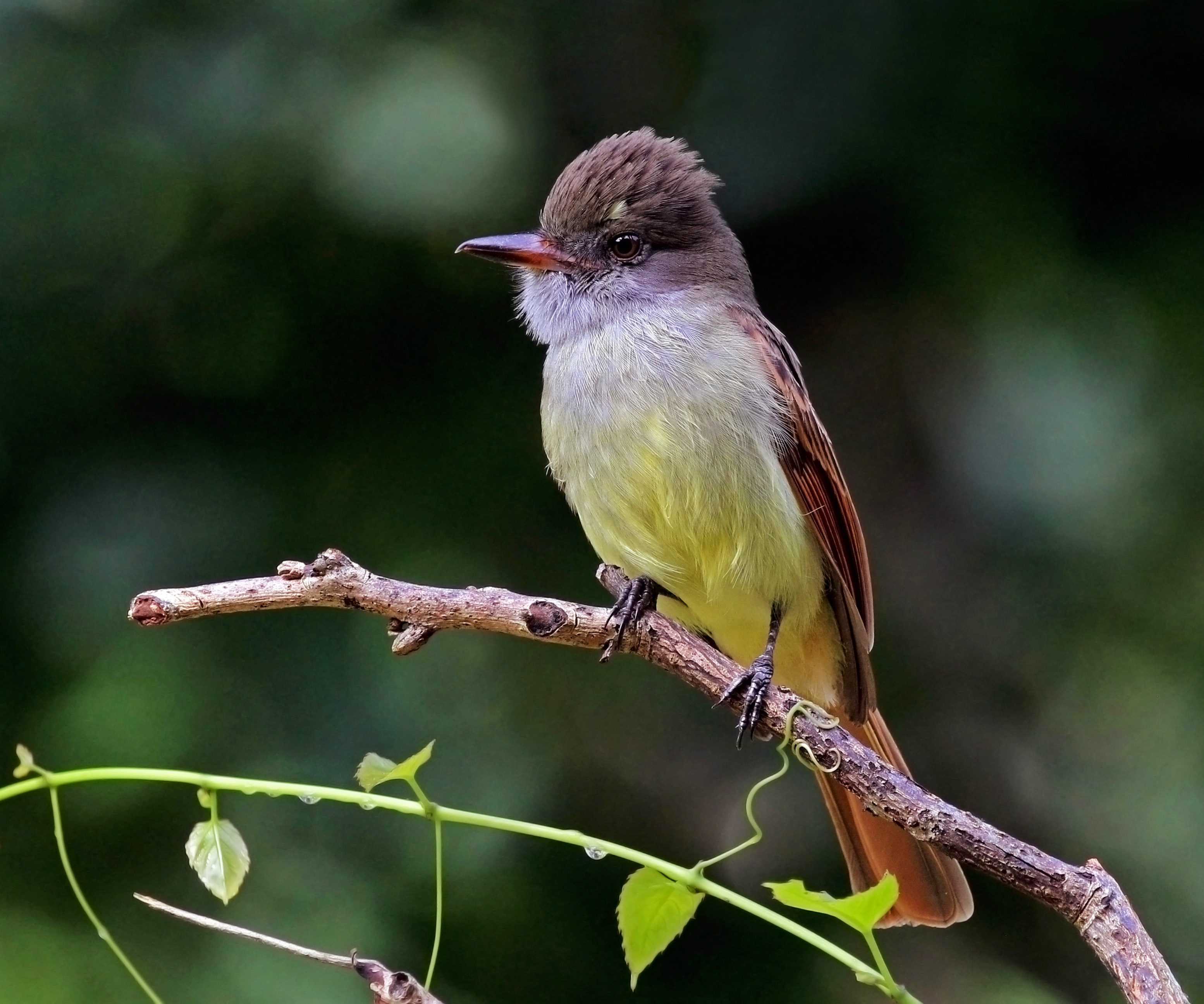 Rufous-tailed flycatcher (Myiarchus validus)