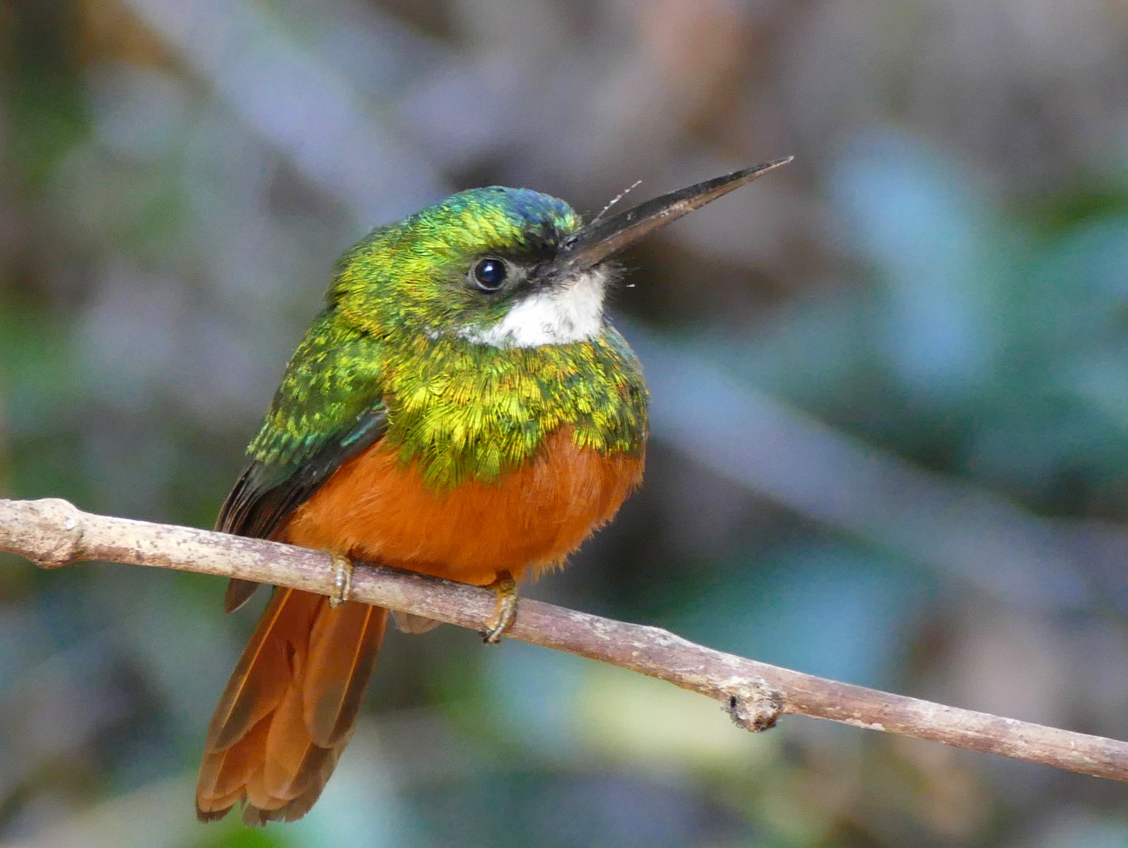 Rufous-tailed Jacamar (Galbula ruficauda) (28079269401)