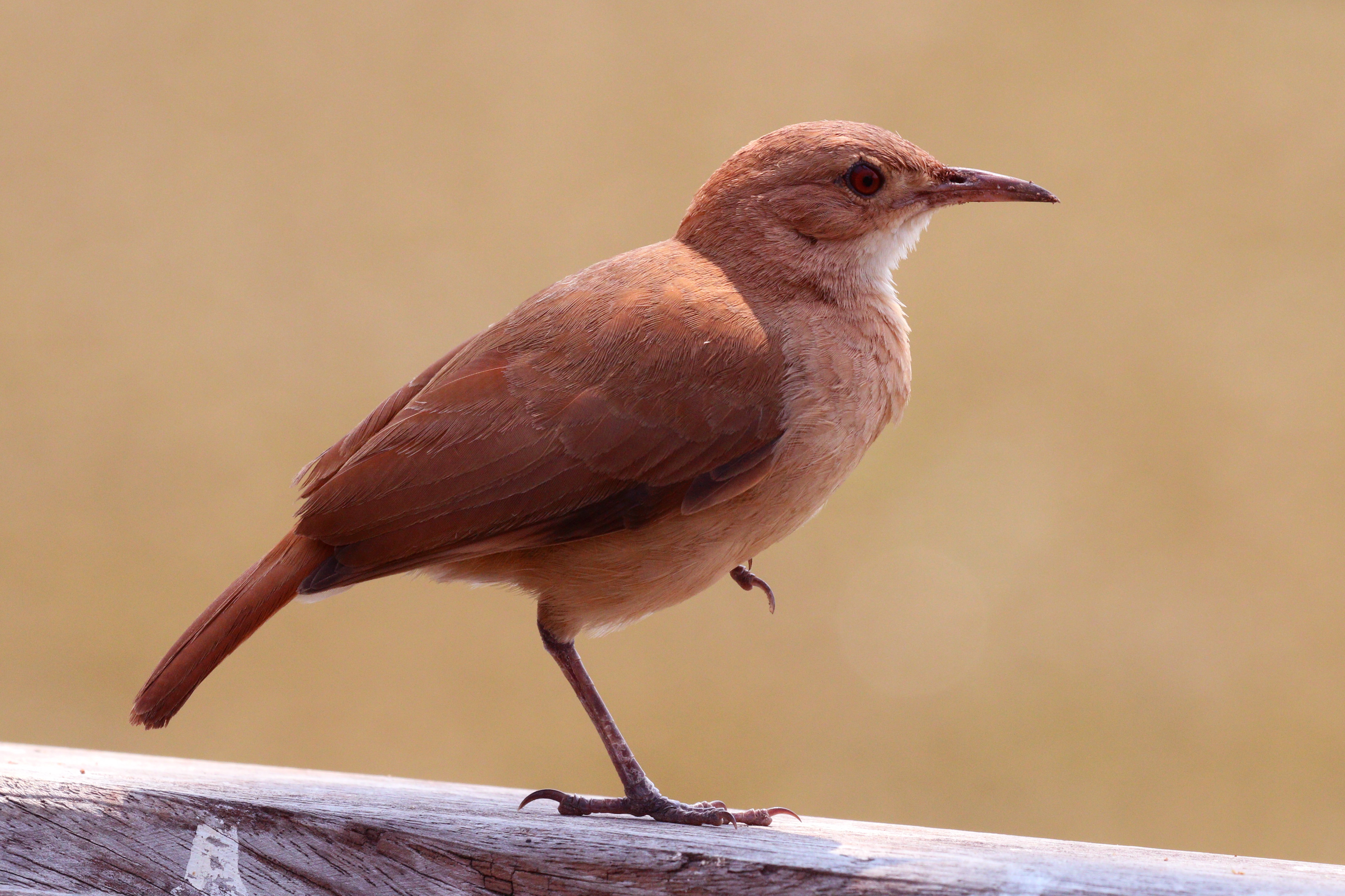 Rufous hornero (Red ovenbird)(Furnarius rufus)