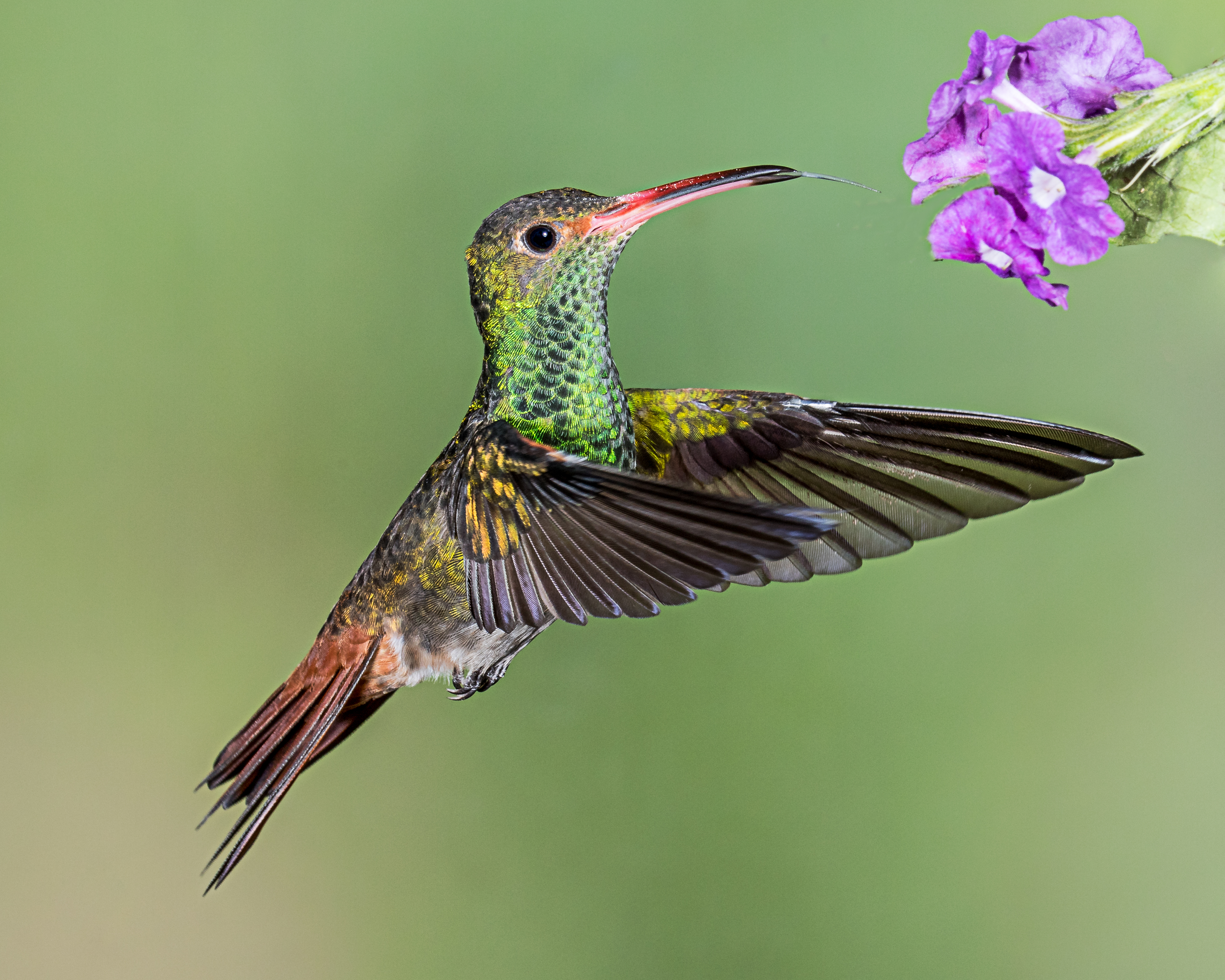 Rufous-tailed Hummingbird (23540580394)