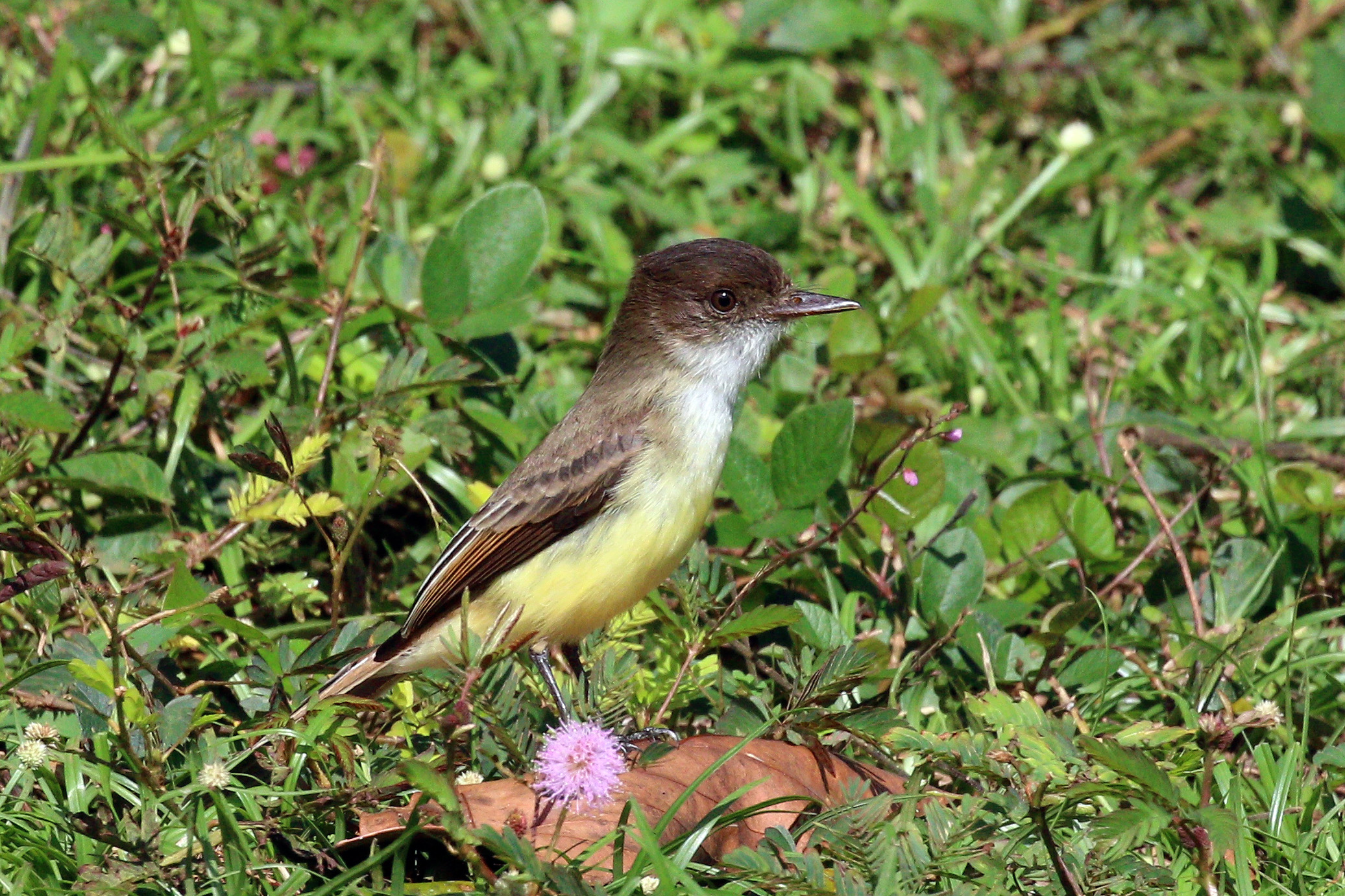 Sad flycatcher (Myiarchus barbirostris) 2