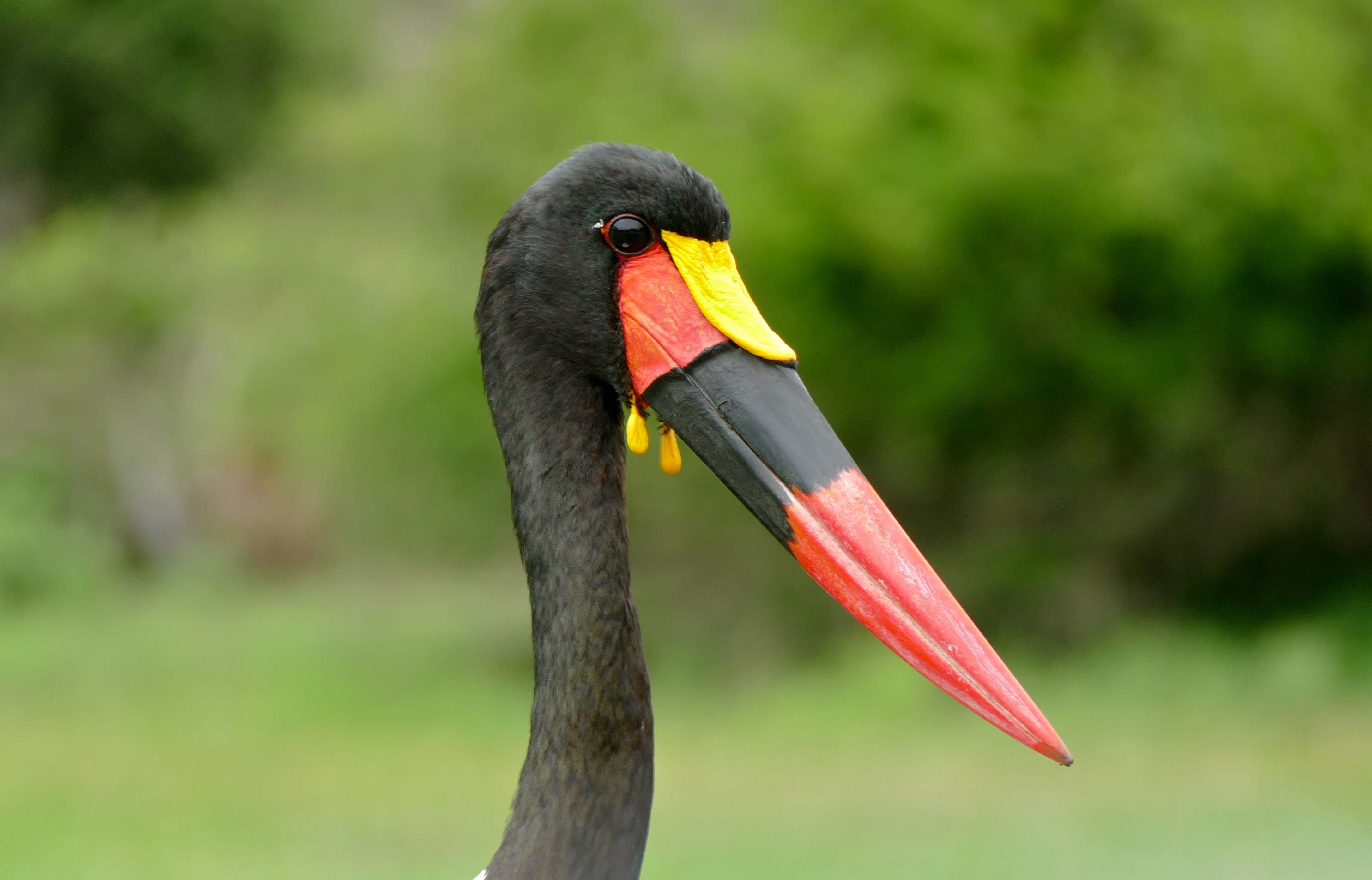 Saddle-billed Stork (Ephippiorhynchus senegalensis) male (16765493515)