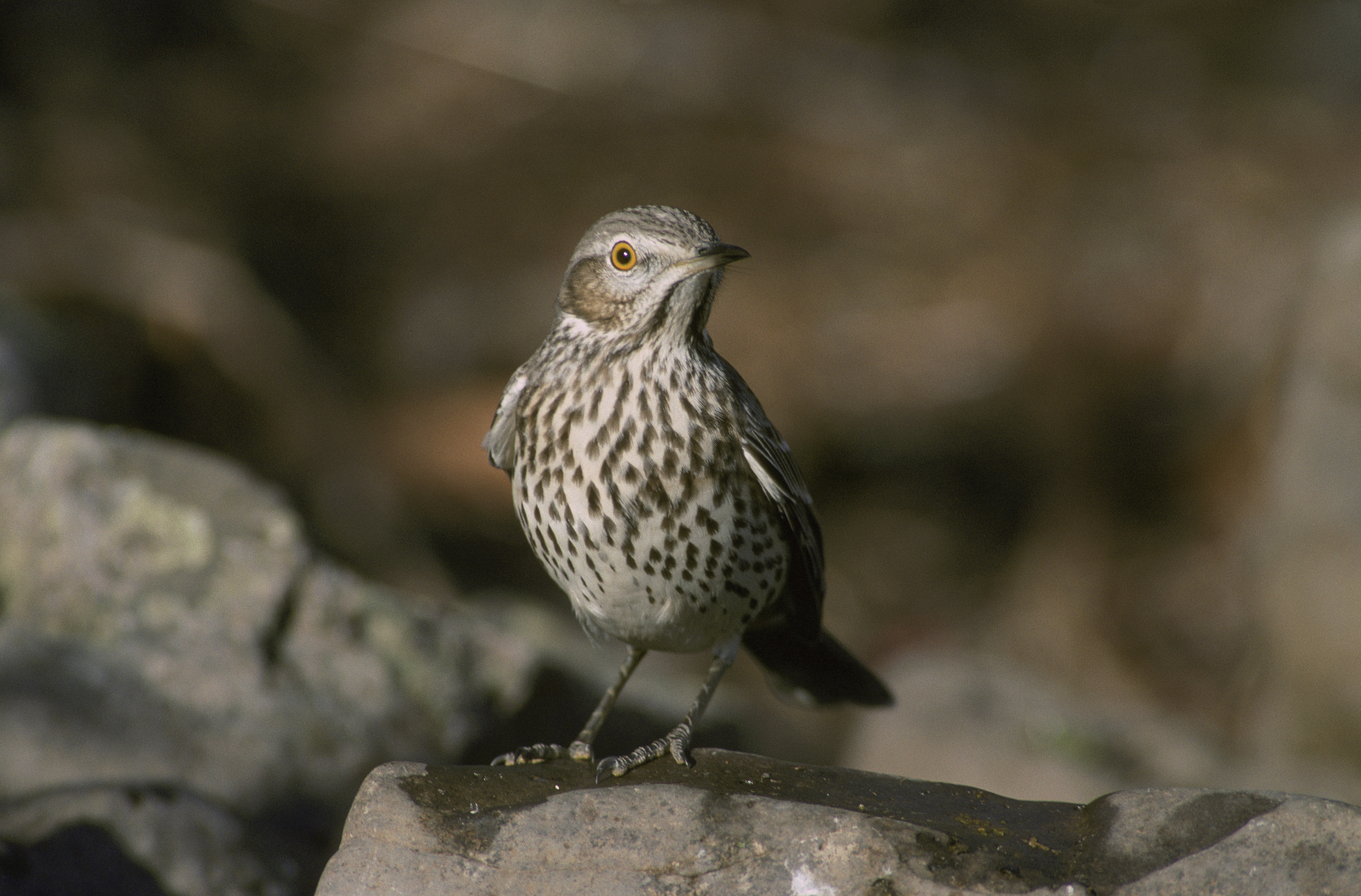 Sage Thrasher 2