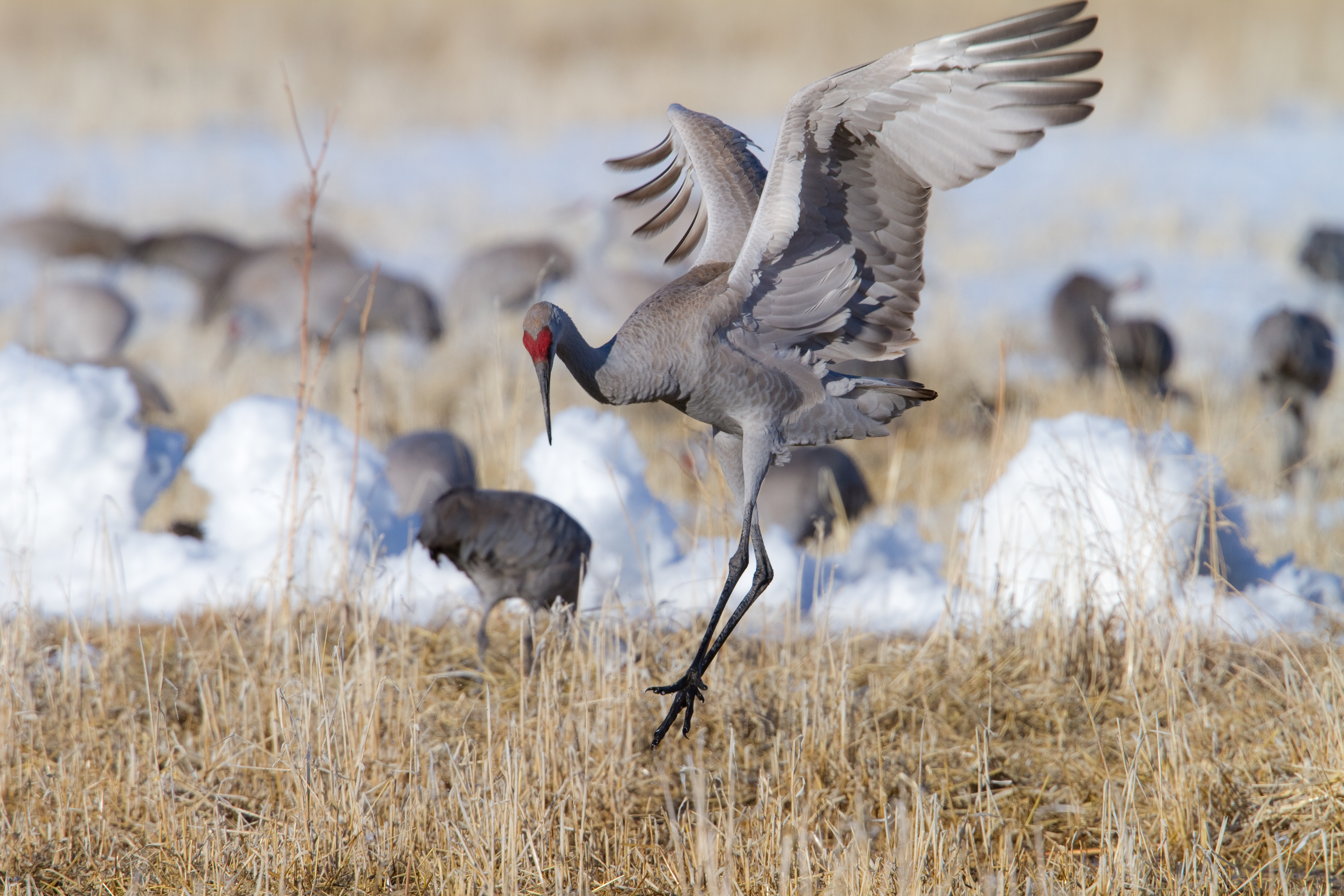 Sandhill Cranes ritual dance
