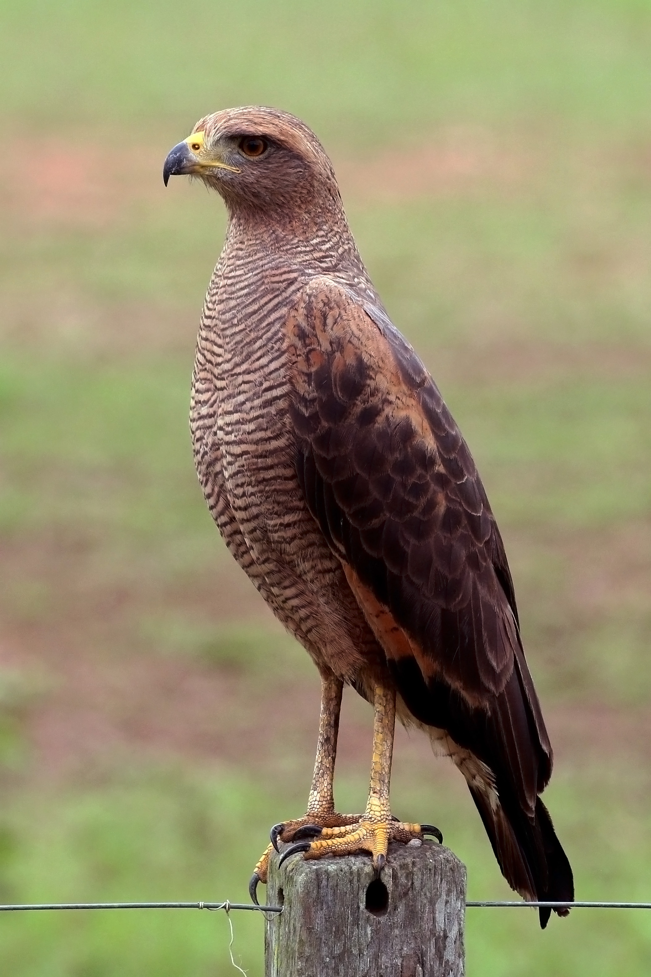 Savanna hawk (Buteogallus meridionalis)
