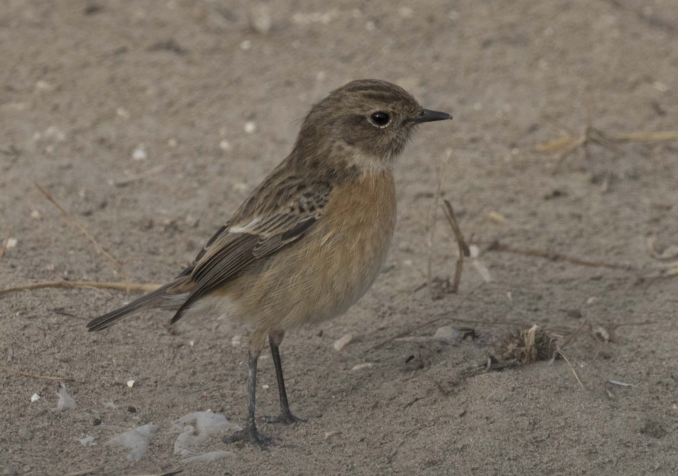 Saxicola rubicola - European Stonechat, Adana 2016-12-17 01-3