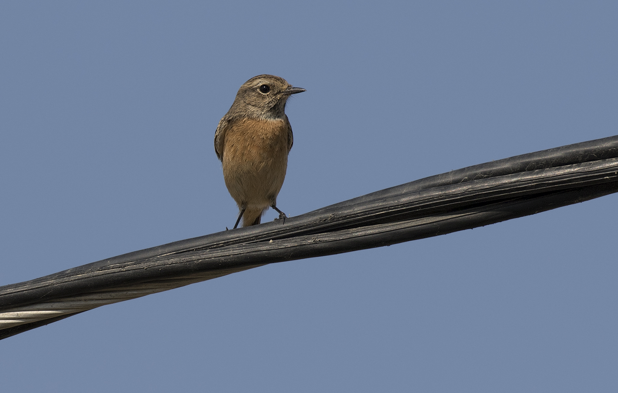 Saxicola rubicola - European Stonechat, Adana 2016 01-2