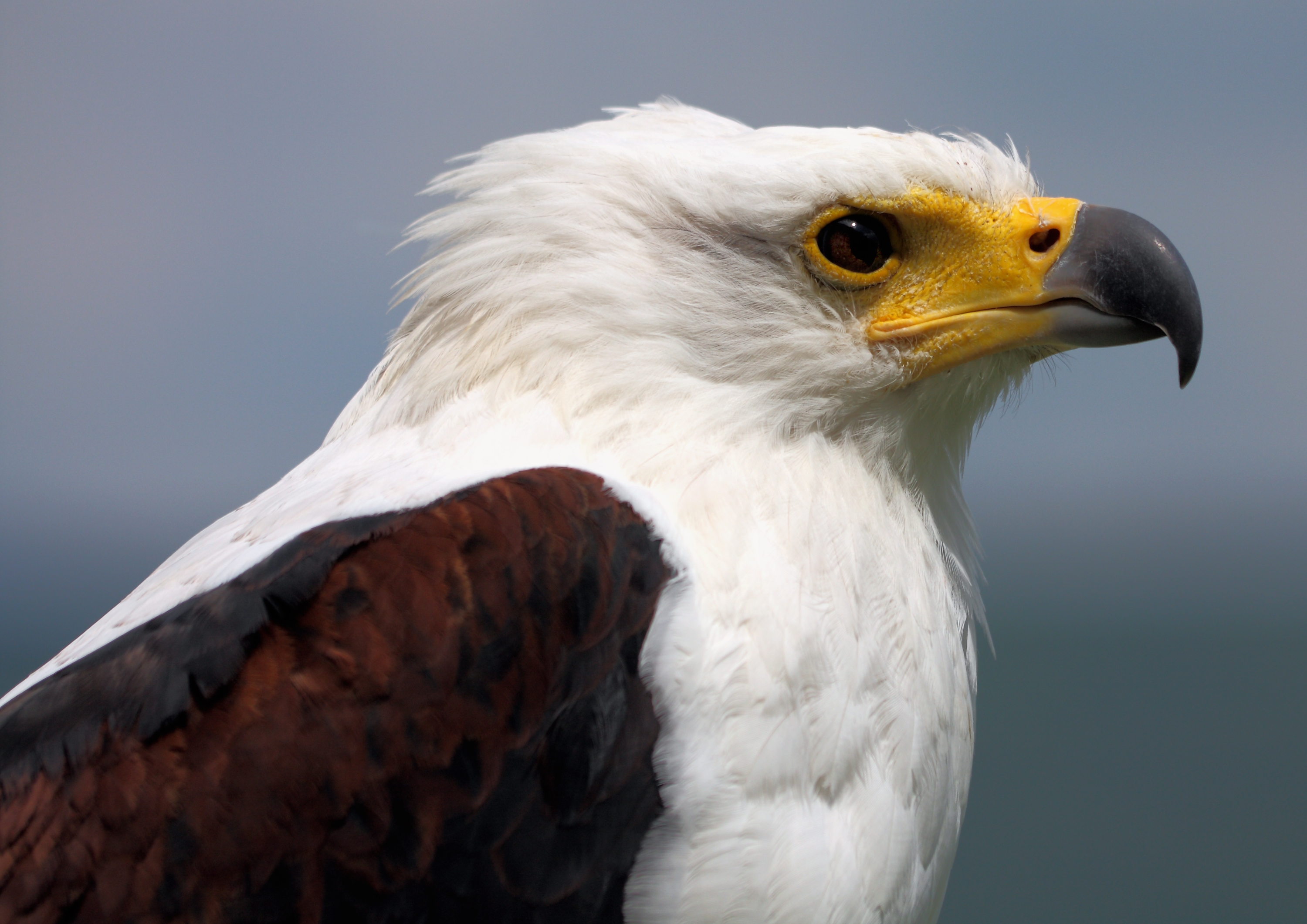 Schreiseeadler Haliaeetus vocifer 2 amk