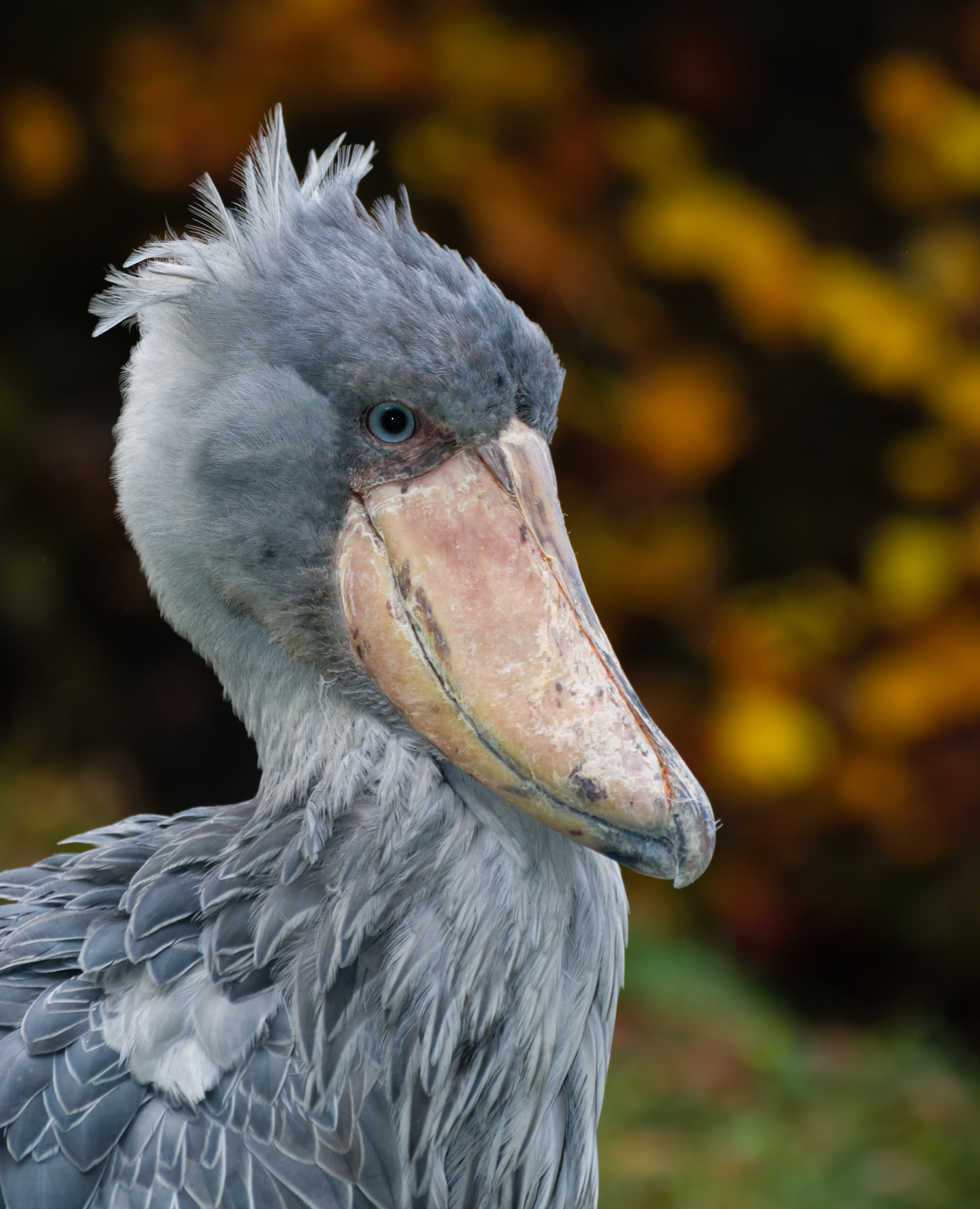 Schuhschnabel Weltvogelpark Walsrode 2014