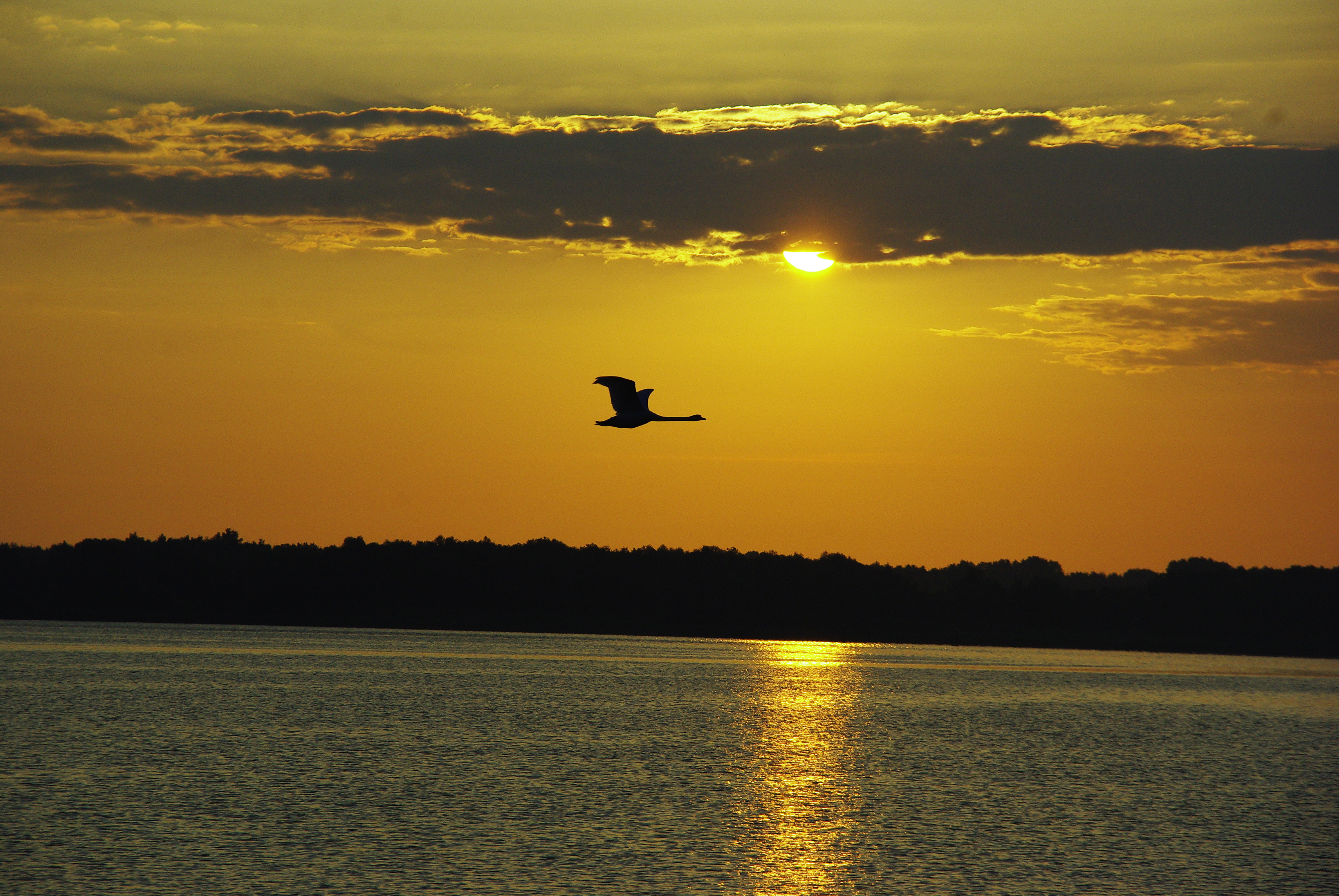 Schwan im Sonnenaufgang