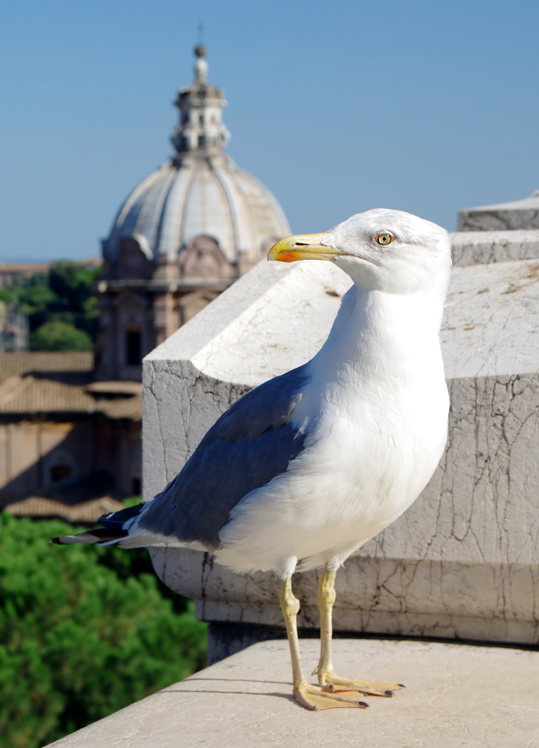 Seagull 20140808 2756
