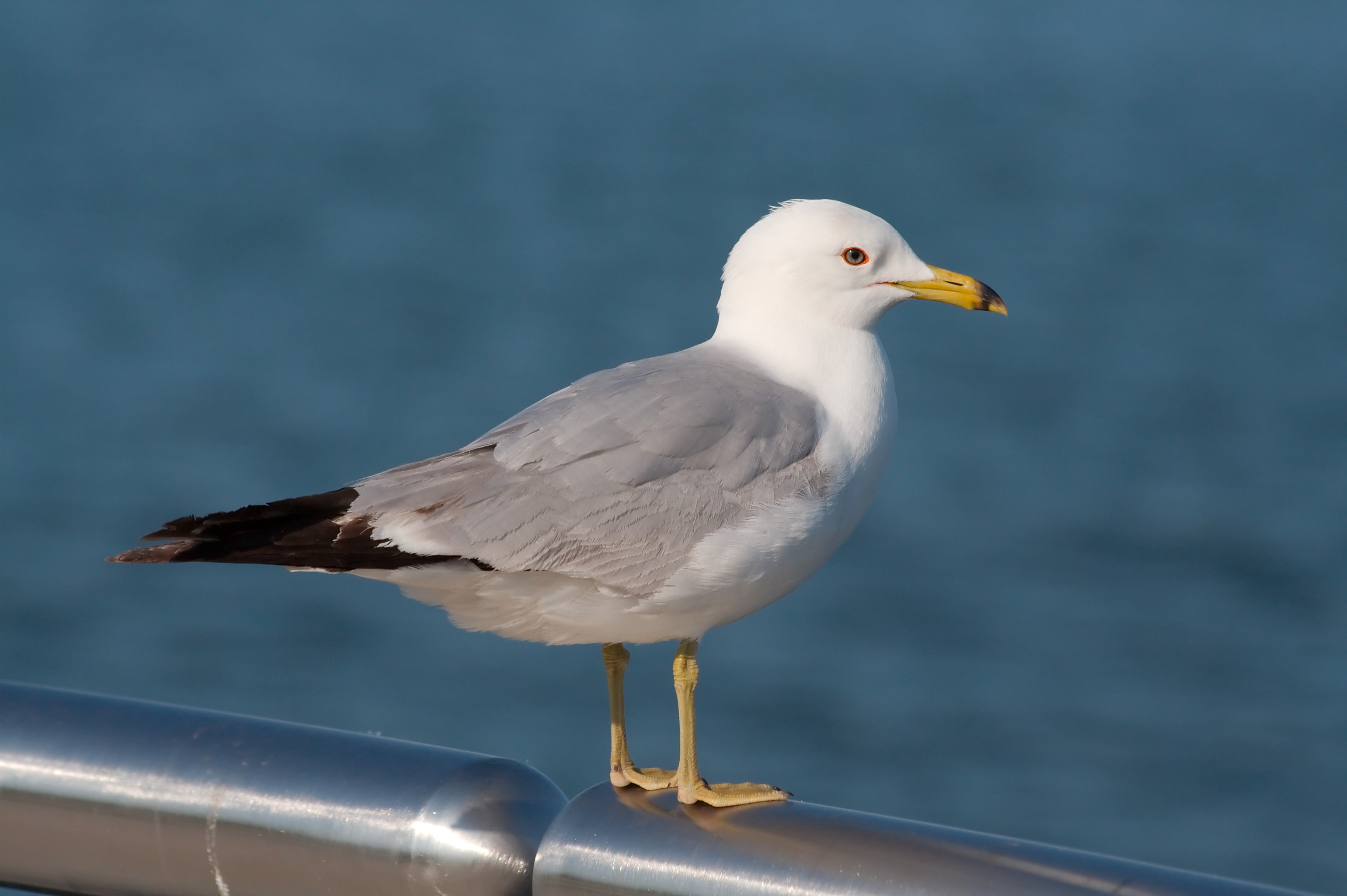 Seagull 6037