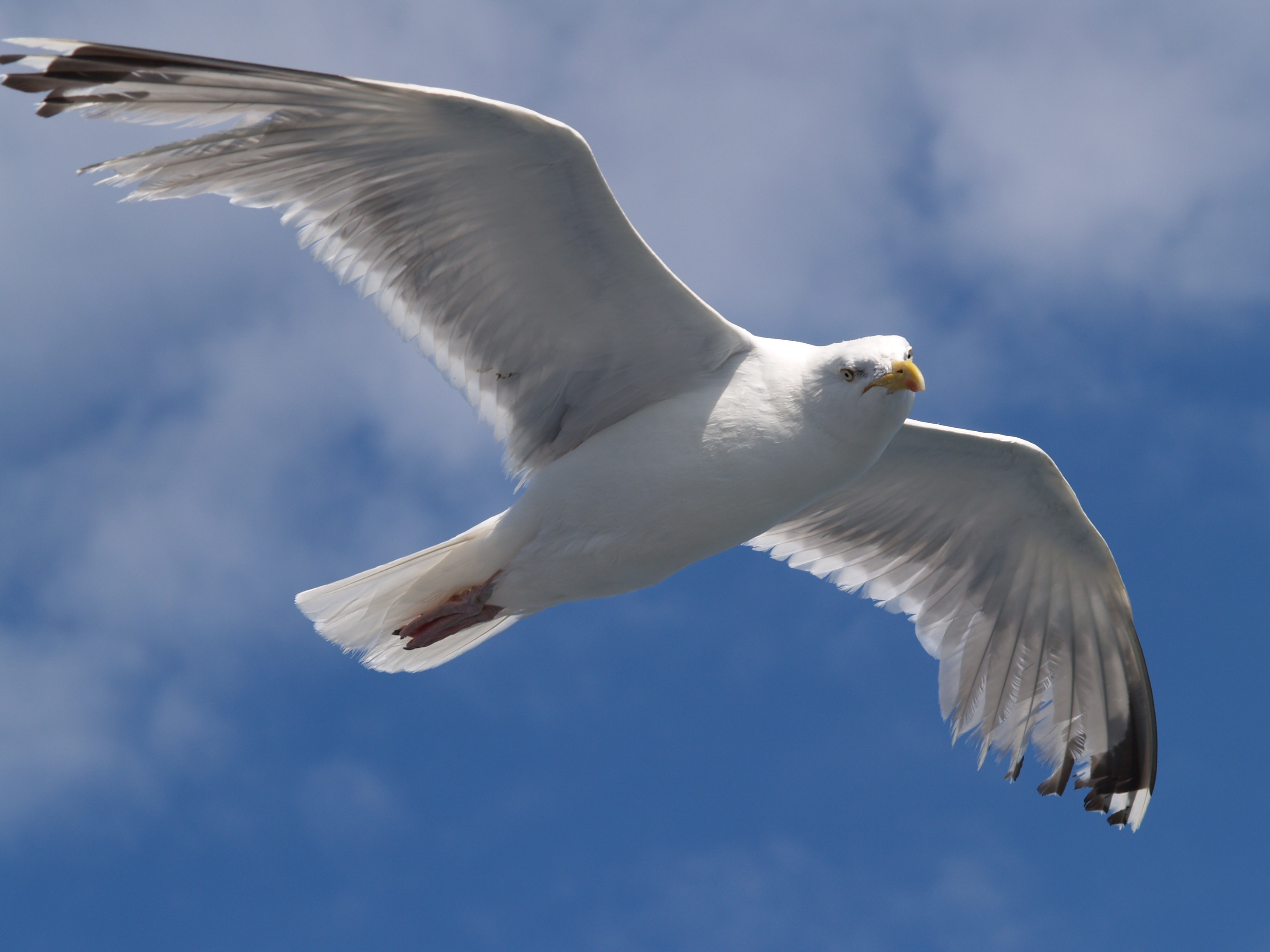 Seagull flying (4)