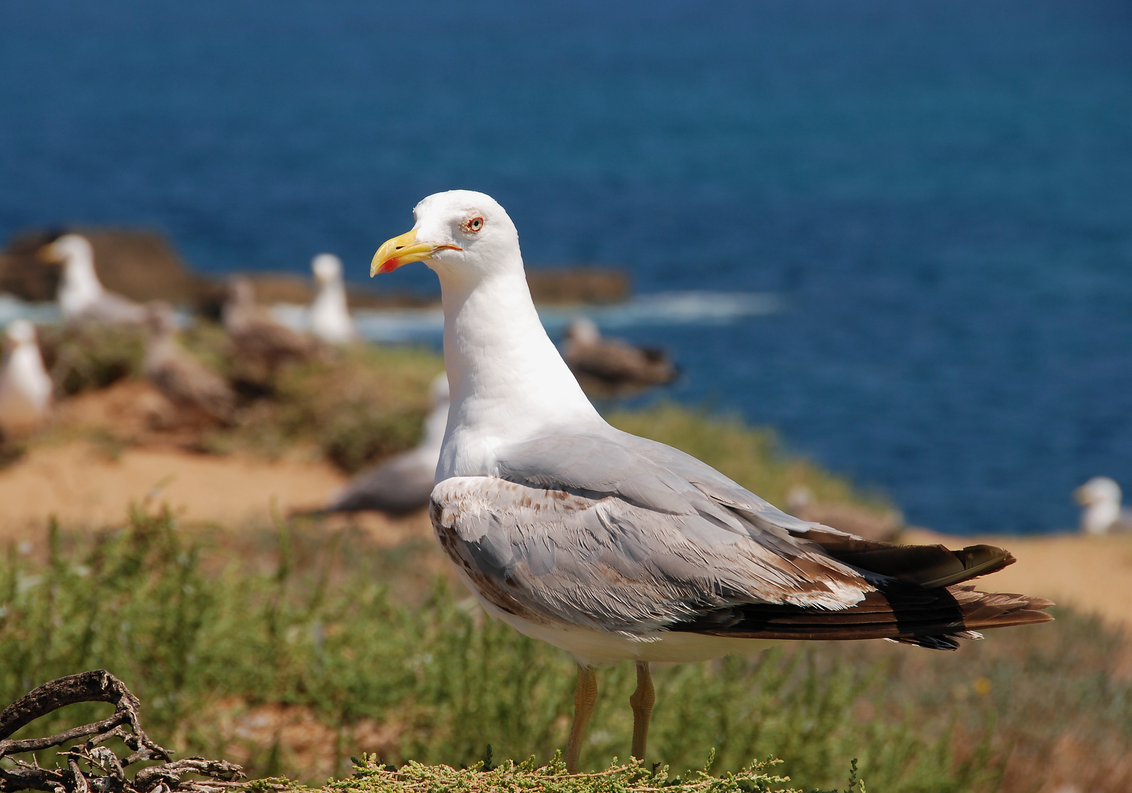 Seagull July 2008-6