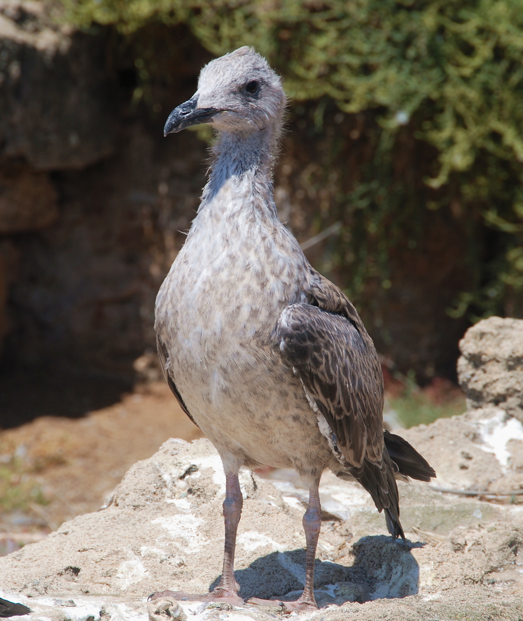 Seagull July 2008-7
