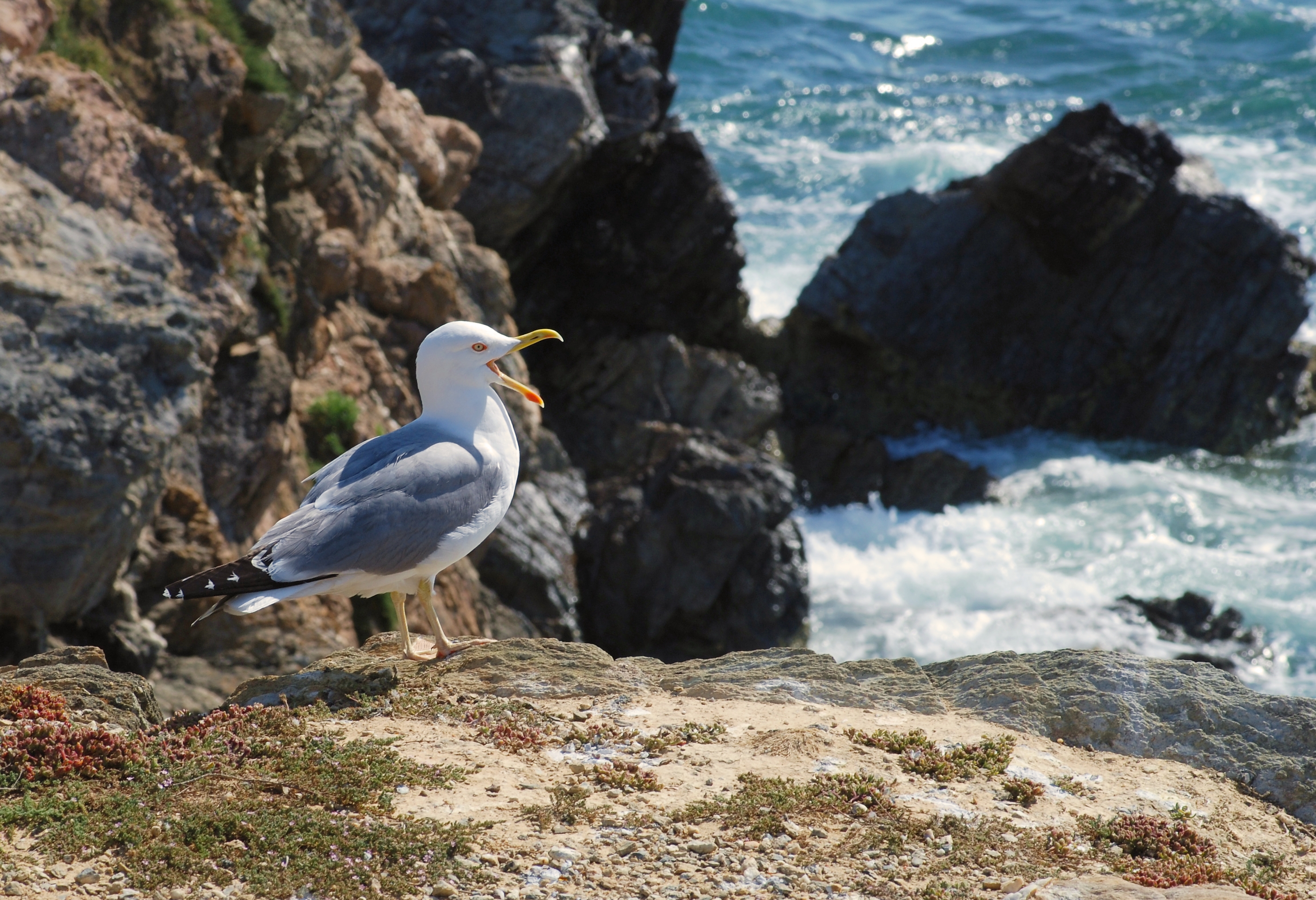 Seagull June 2010-1