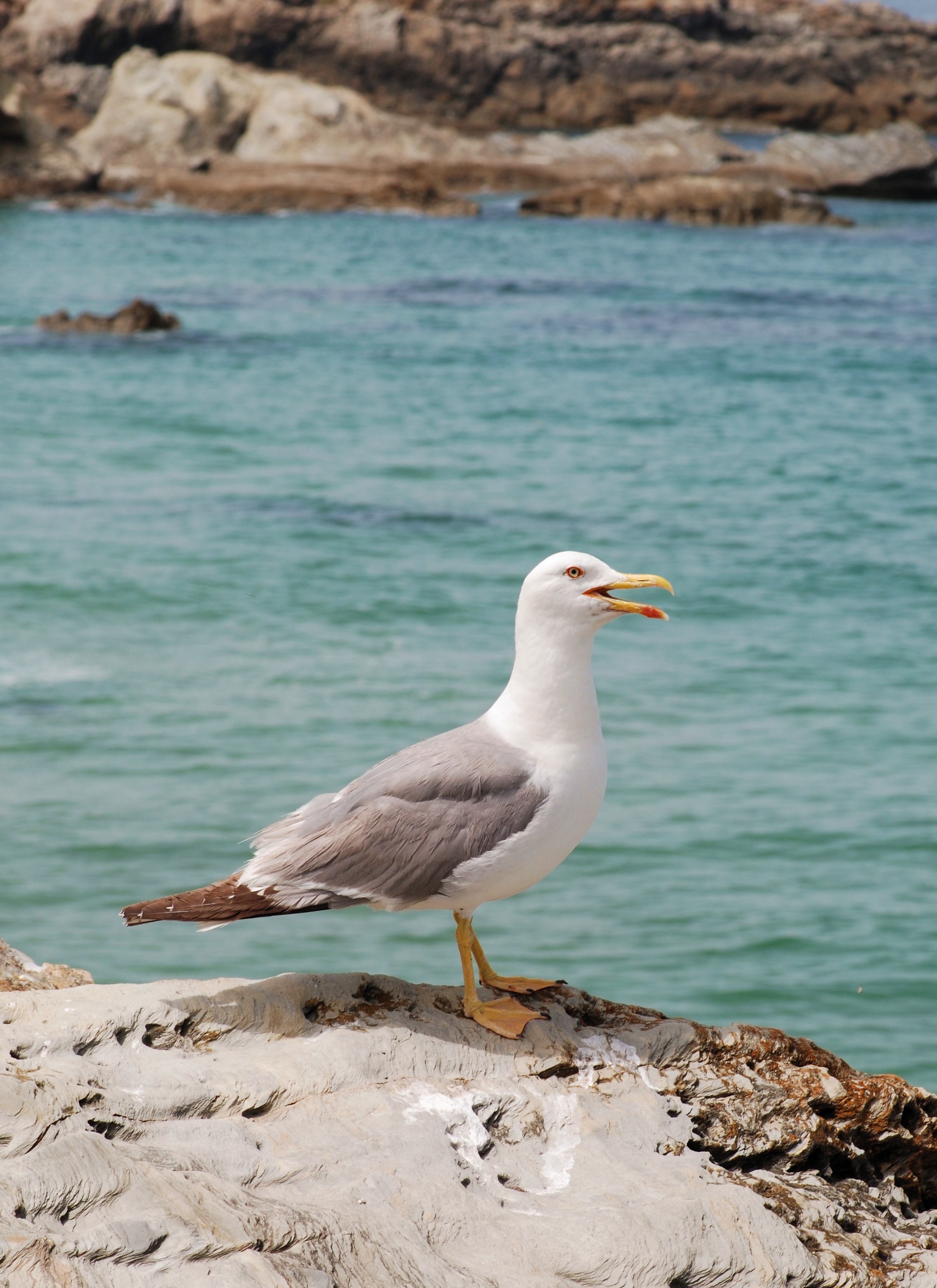 Seagull June 2011-1