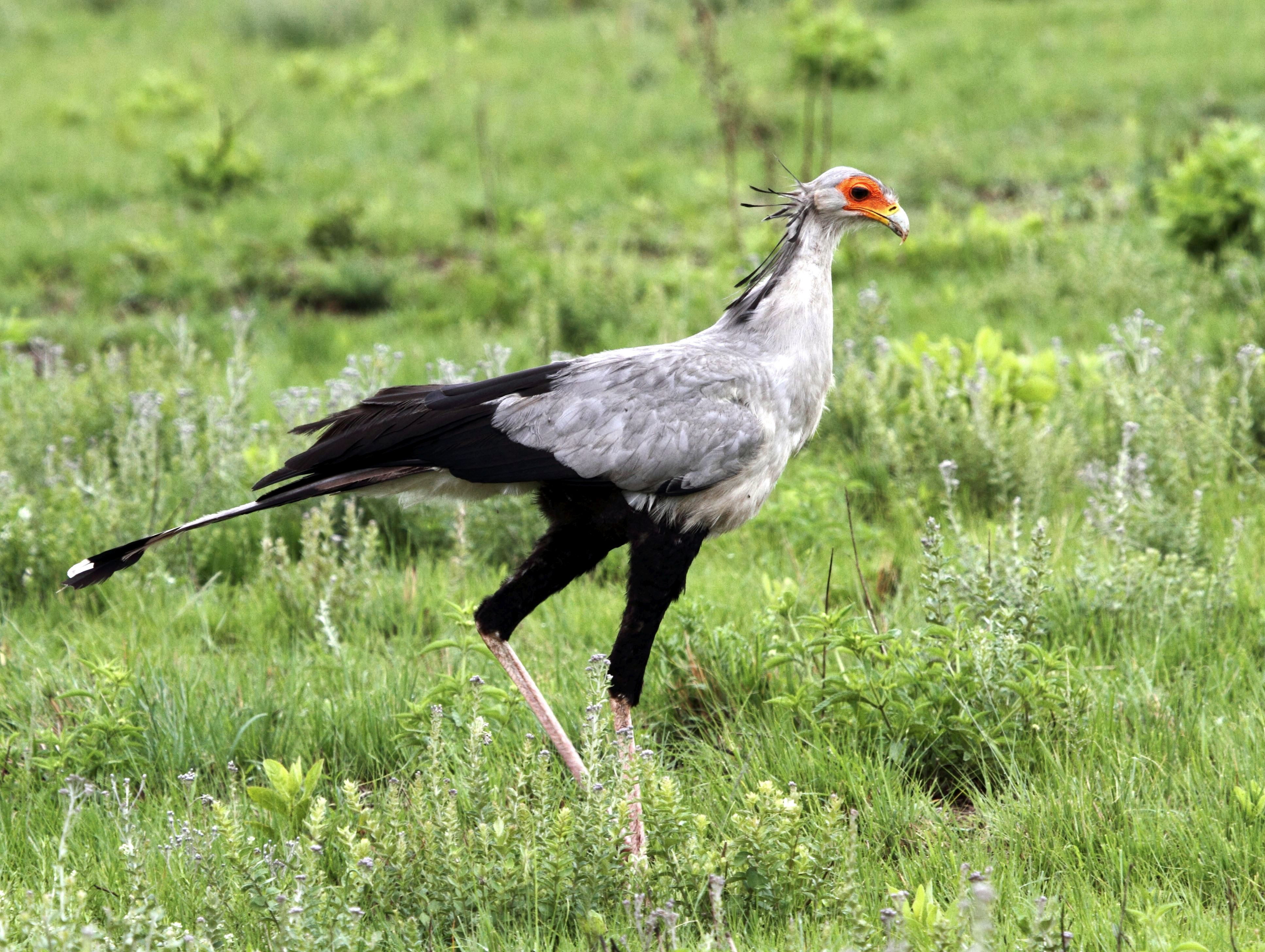 Secretarybird 2011 11 27 5815