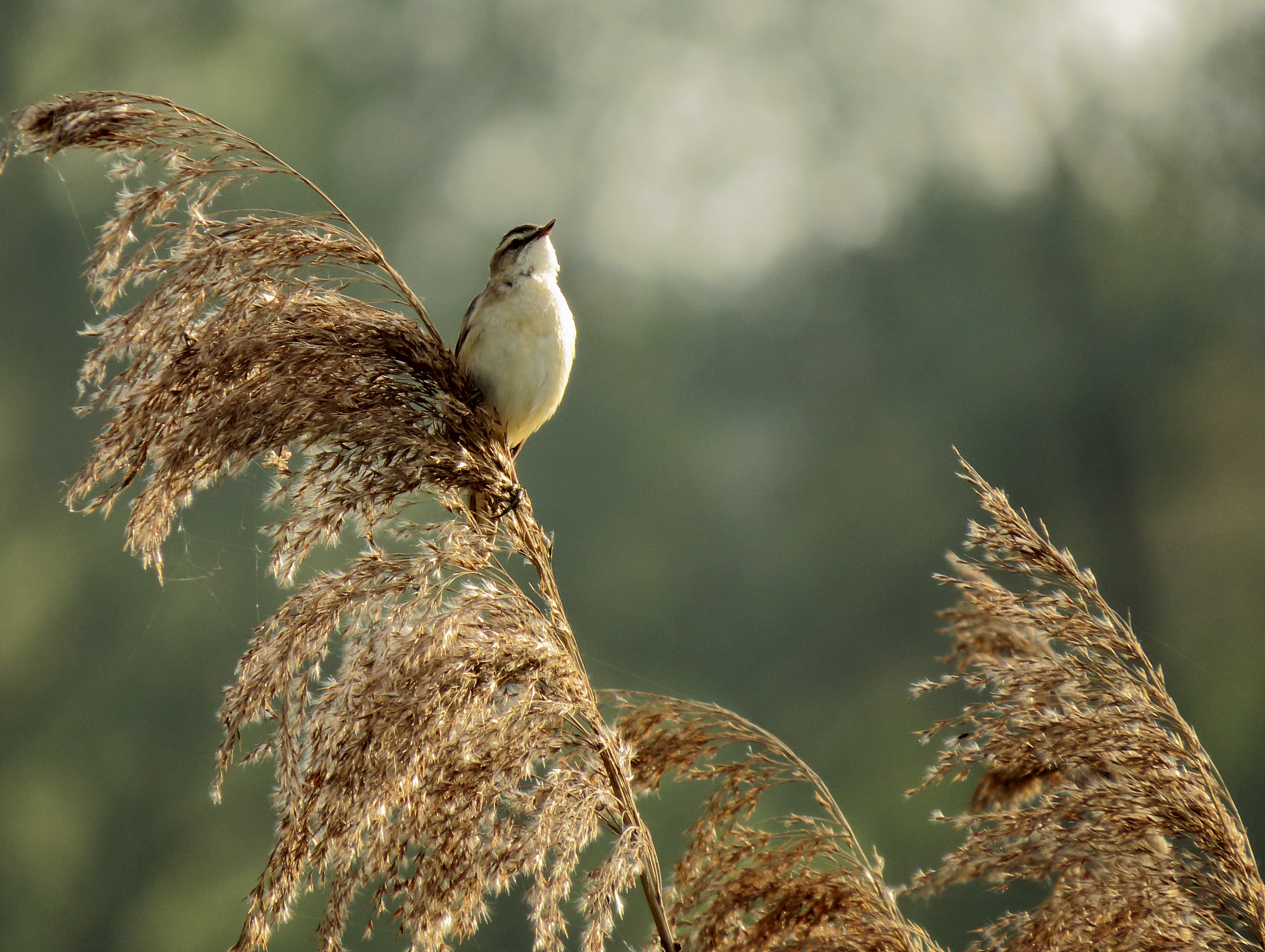 Sedge Warbler Kiev