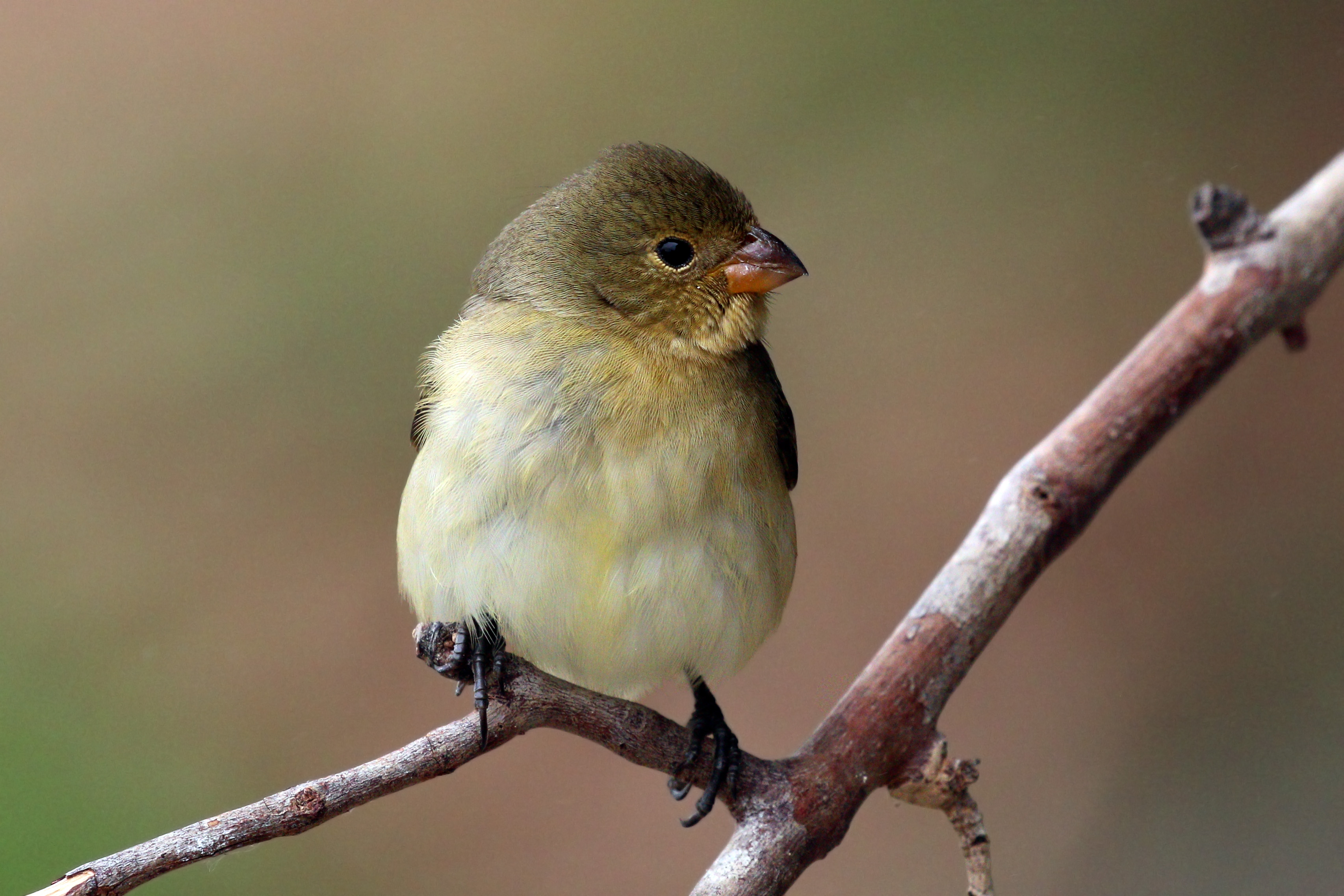 Seedeater (Sporophila sp.) female