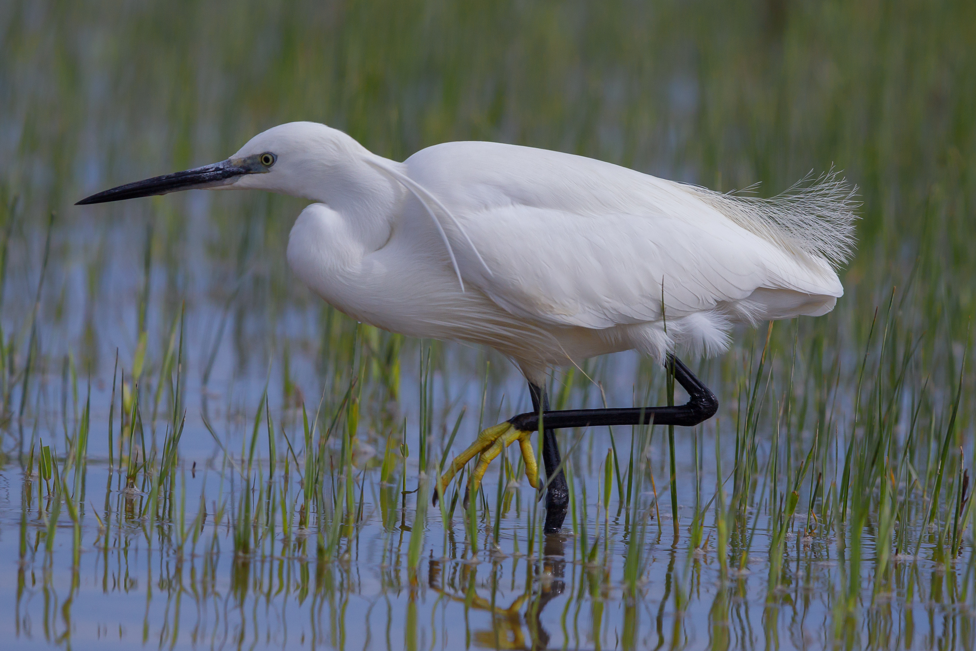 Seidenreiher Little egret
