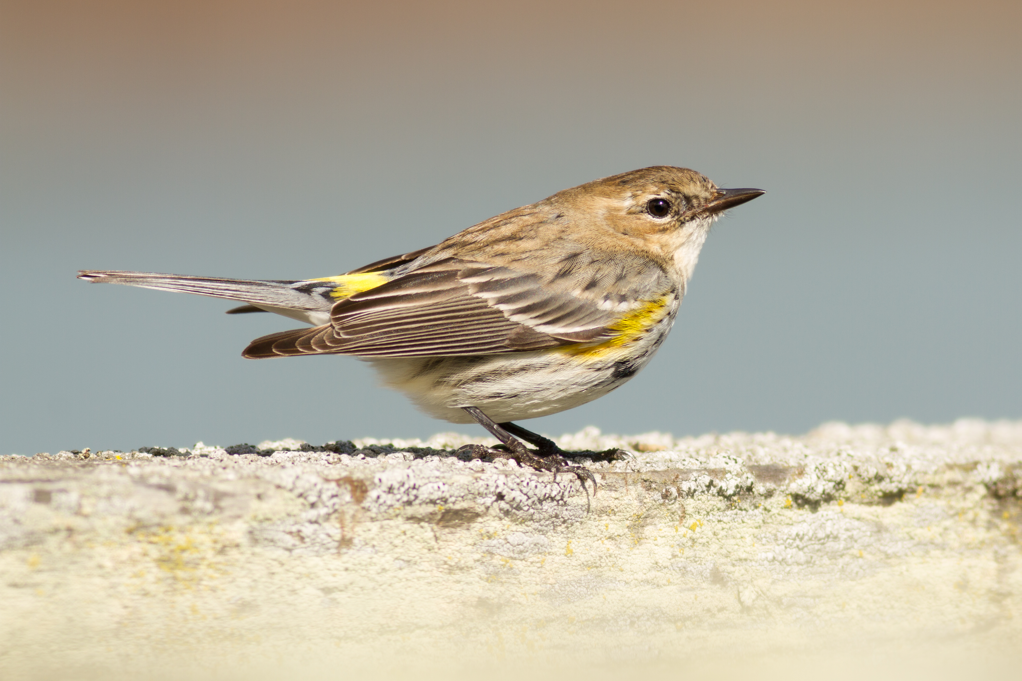 Setophaga coronata at Las Gallinas Wildlife Ponds