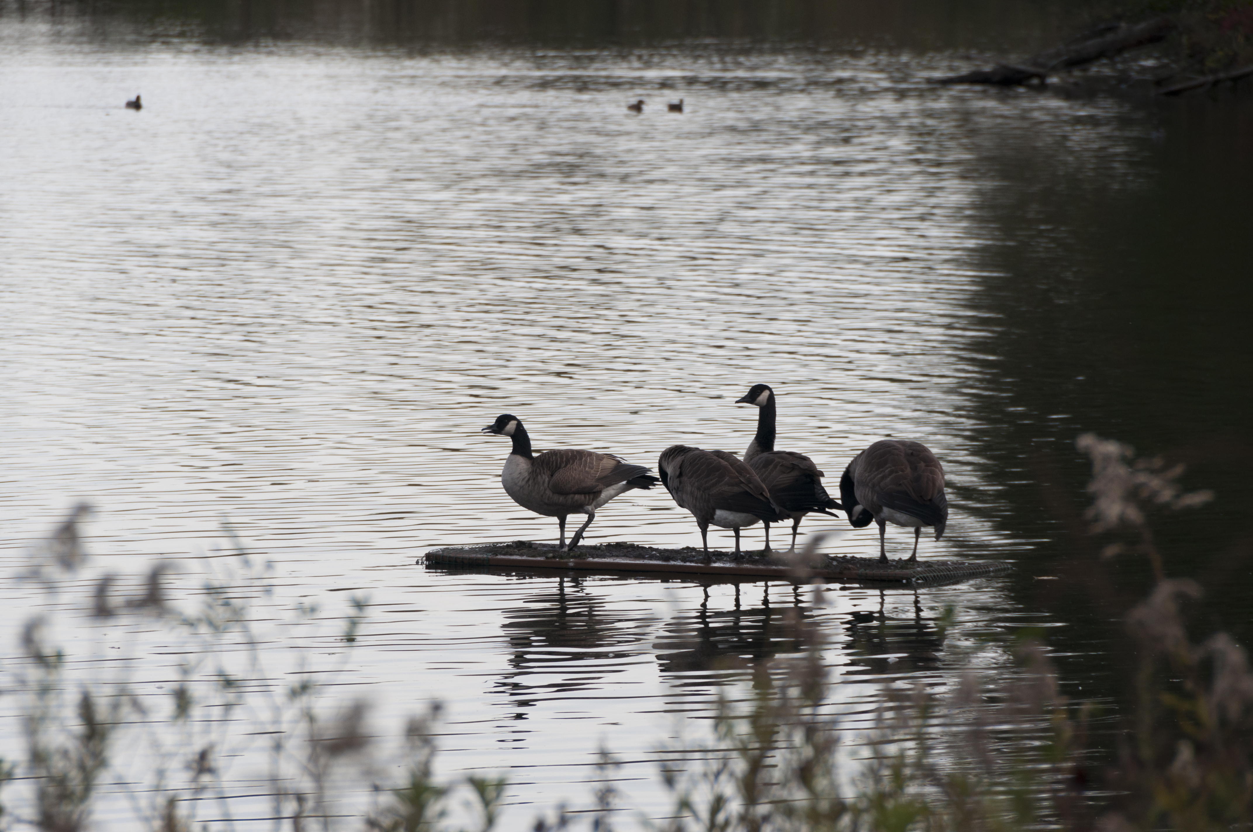 Sharon Woods-4 Canada Geese Resting 1