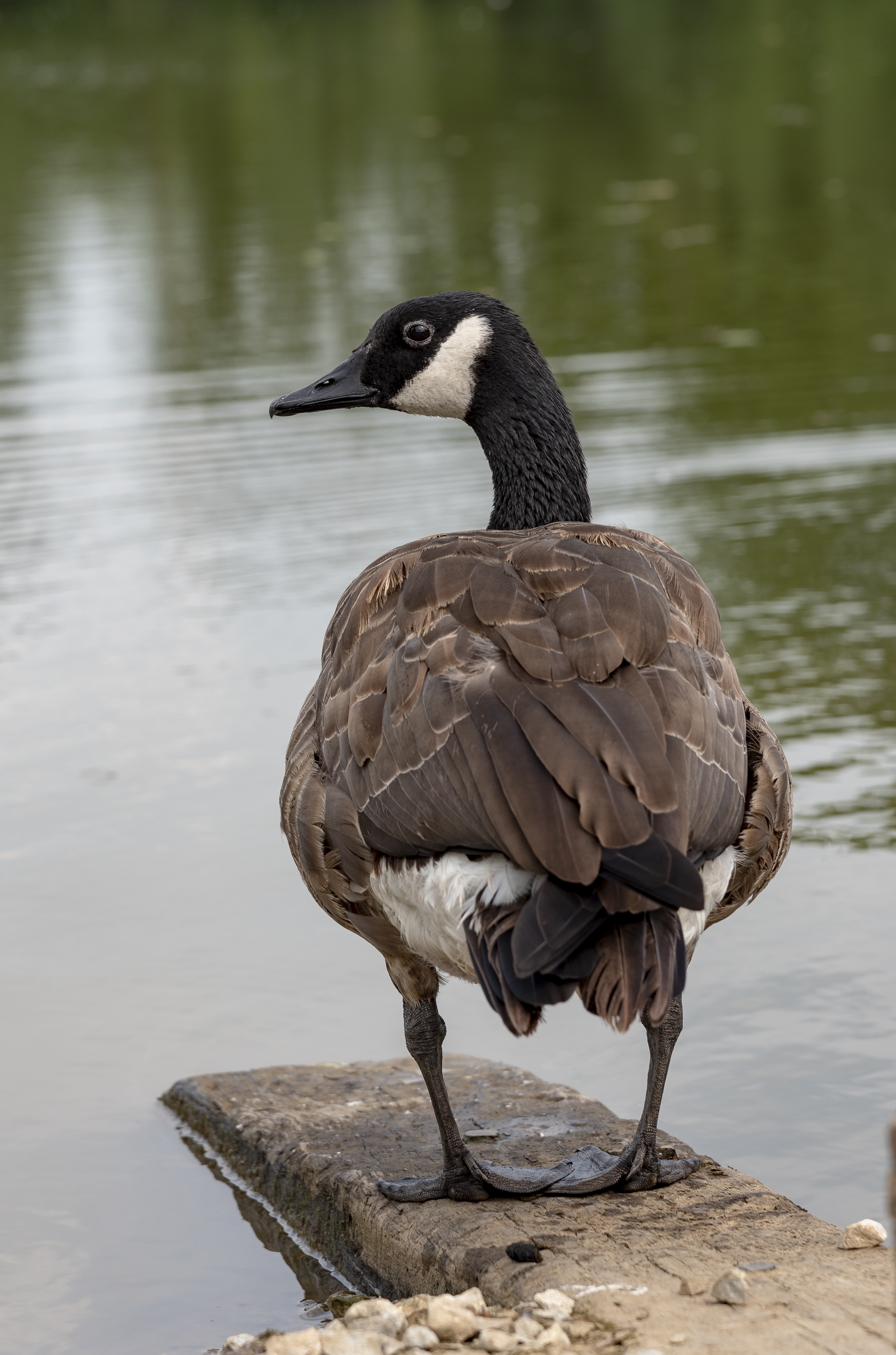 Sharon Woods - Branta canadensis - Rear 1