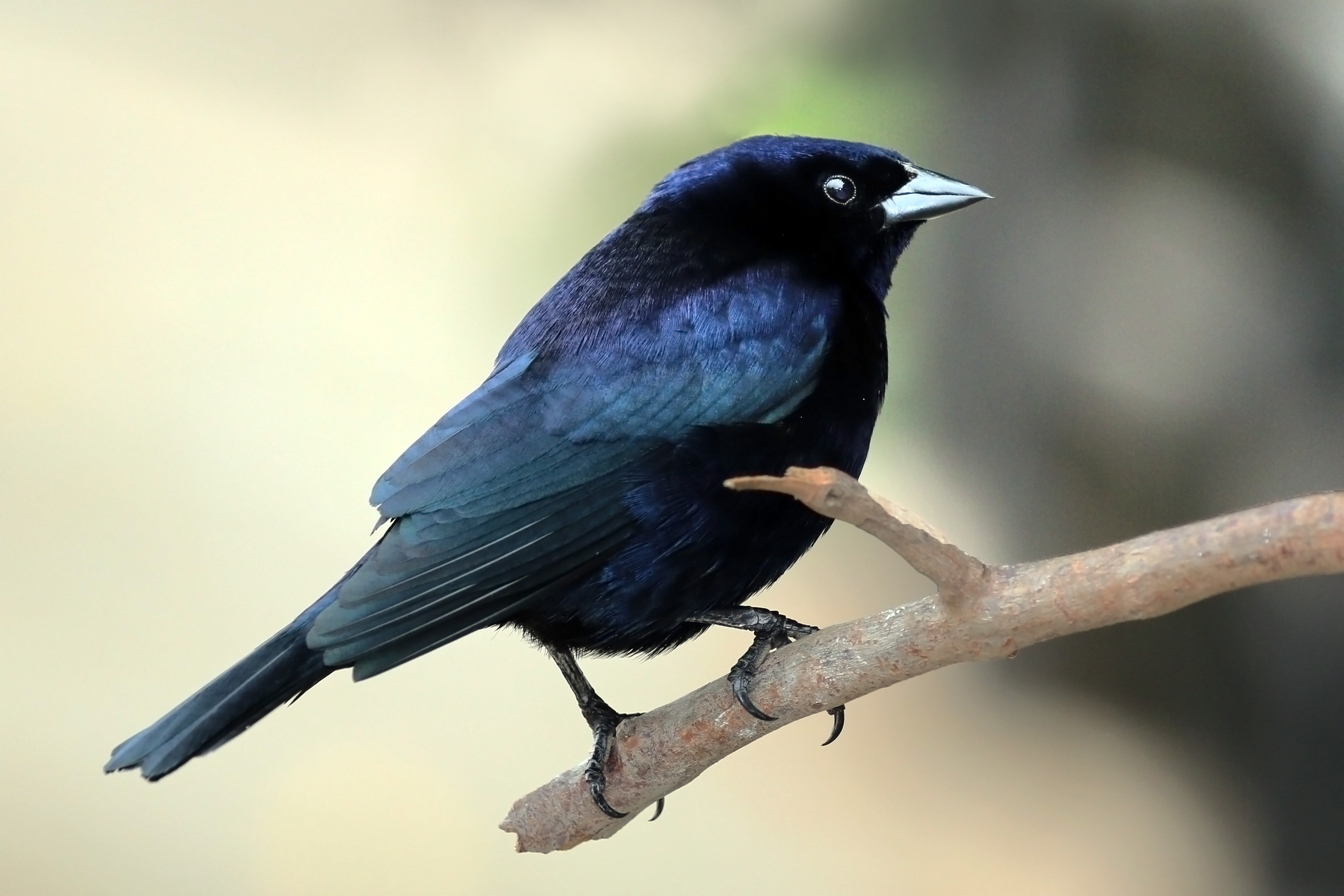 Shiny cowbird (Molothrus bonariensis) male