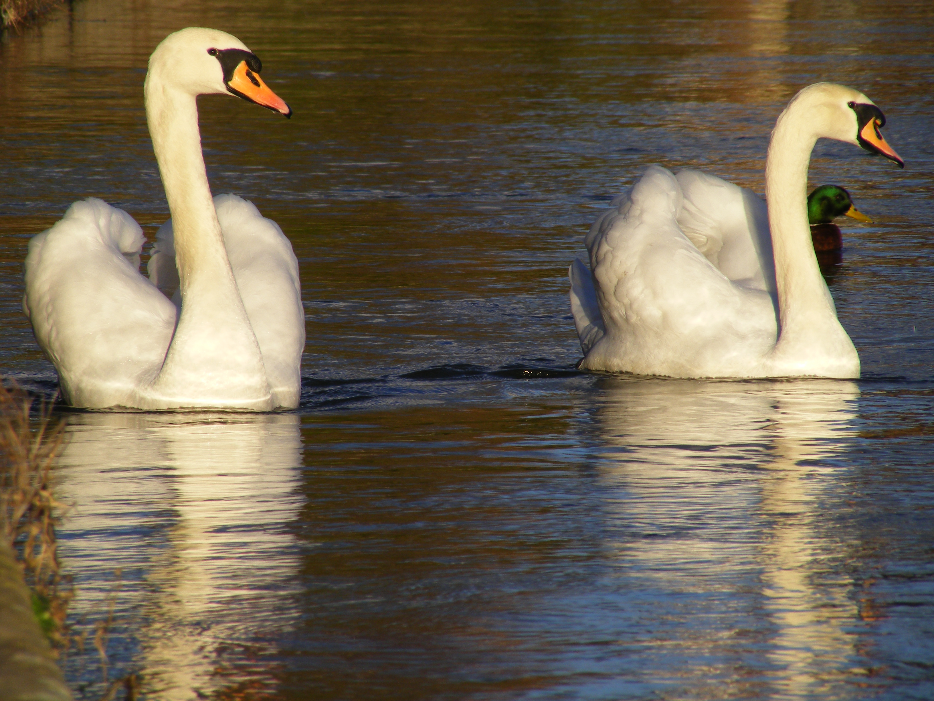 Shrewsbury swans 01