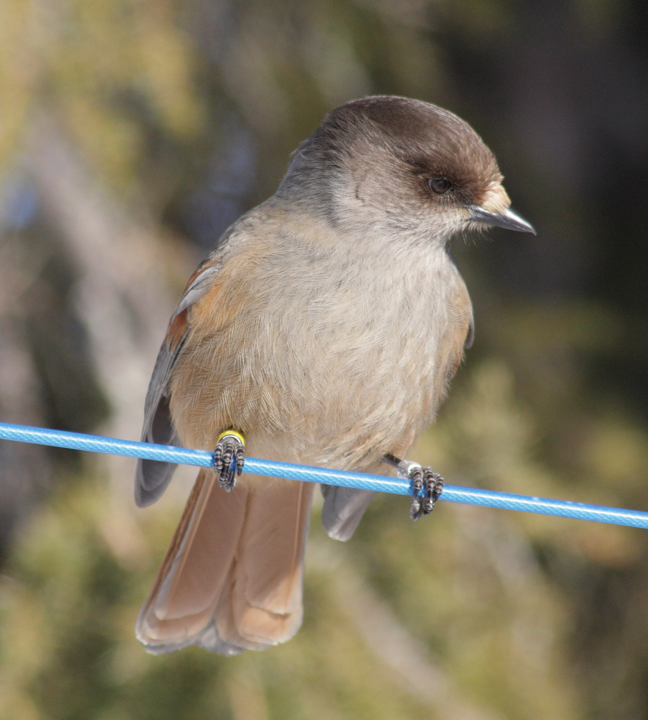 Siberian Jay Kittila 20100312b