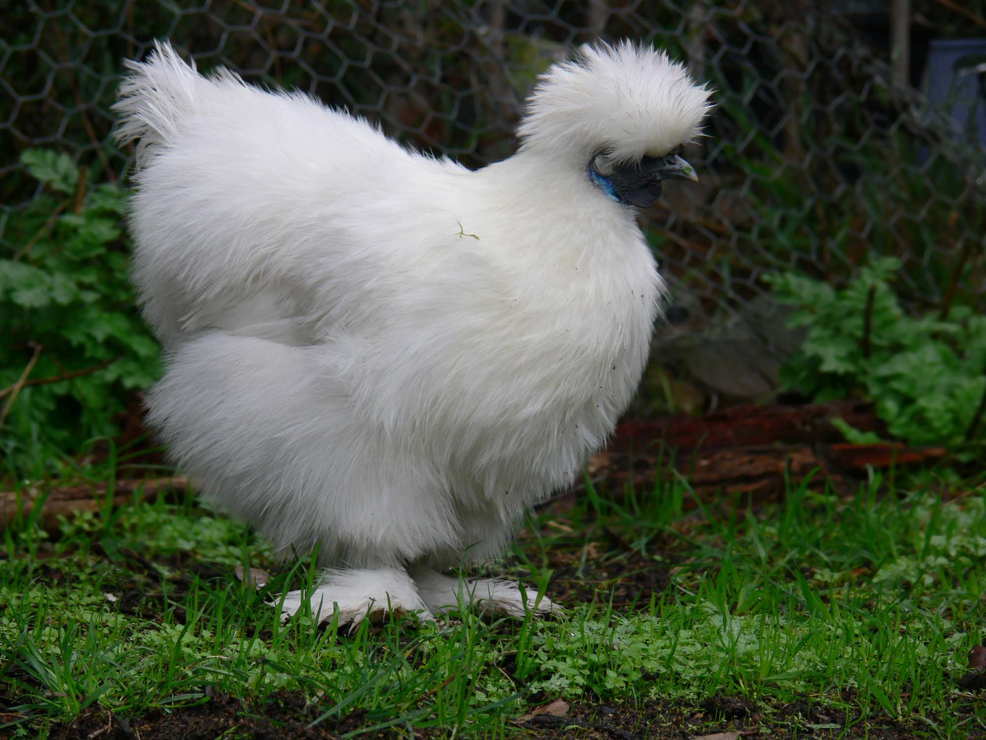 Silky bantam