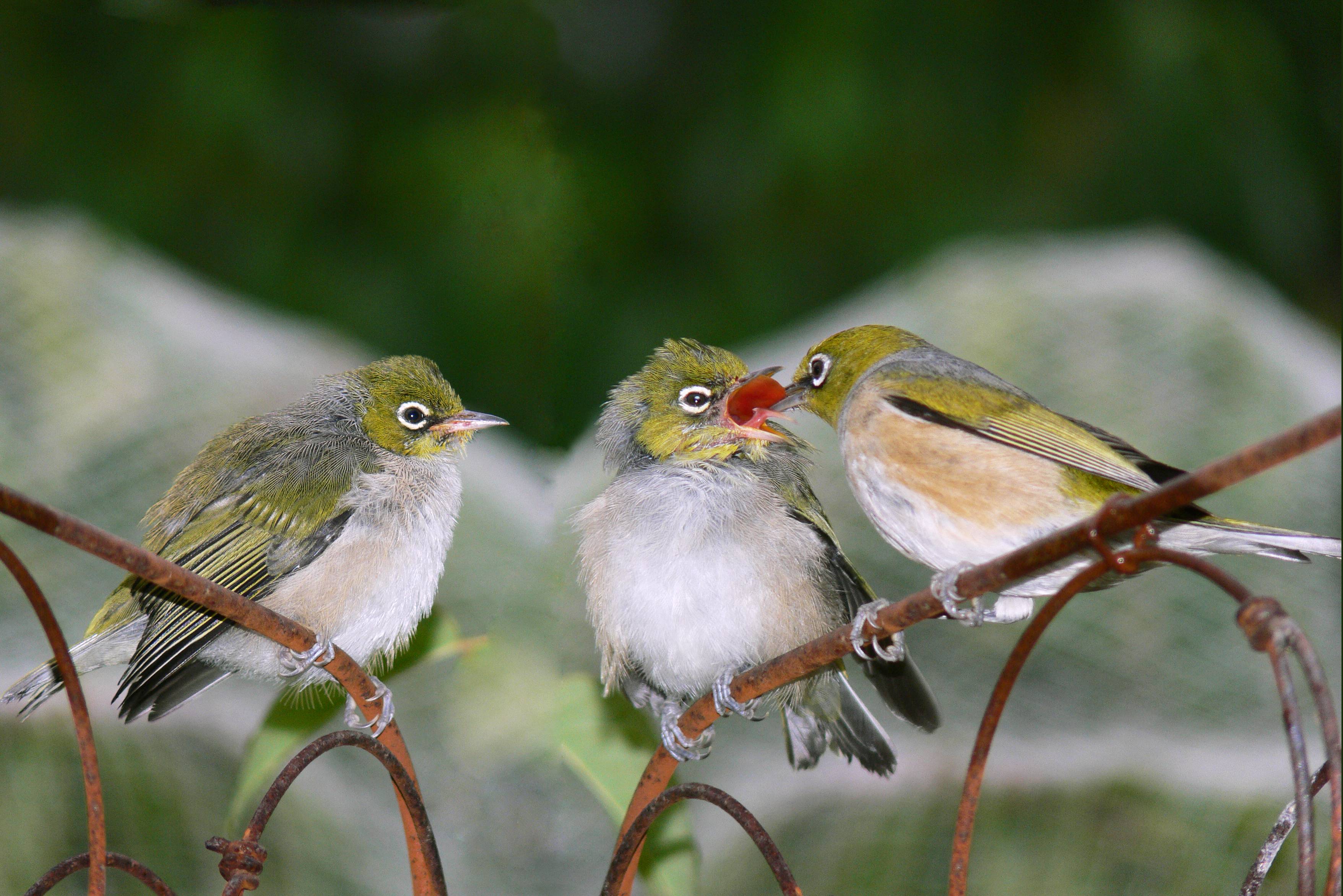 Silvereyepairofjuveniles