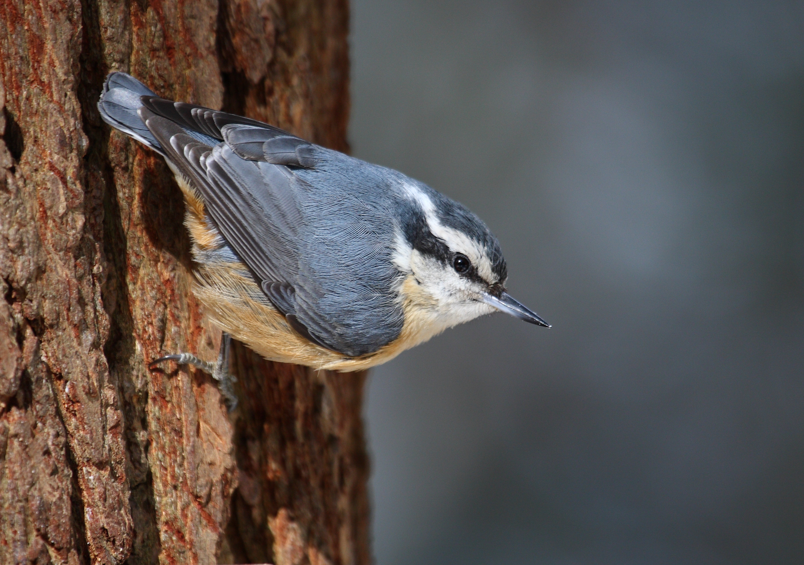 Sitta canadensis CT2