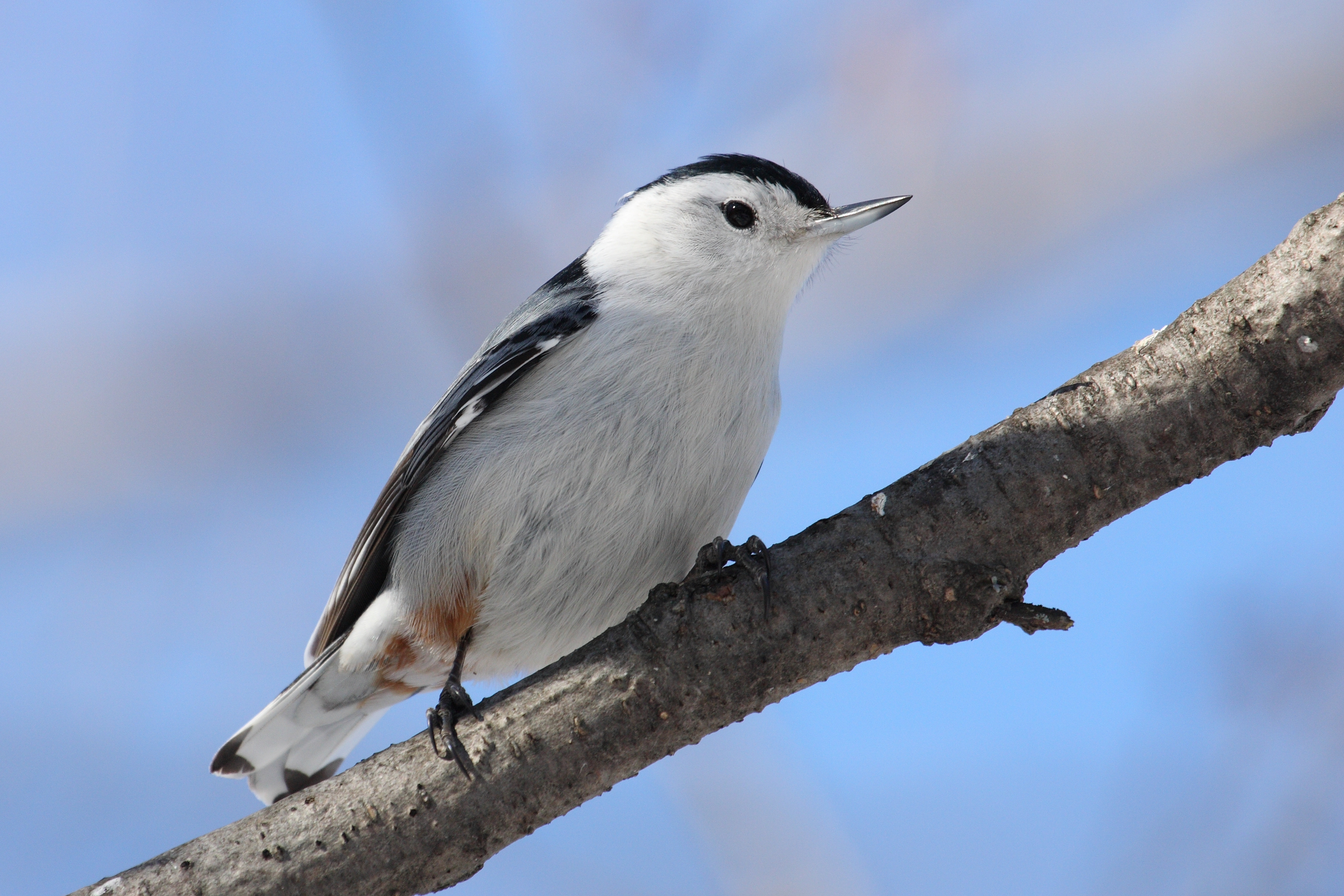 Sitta carolinensis CT