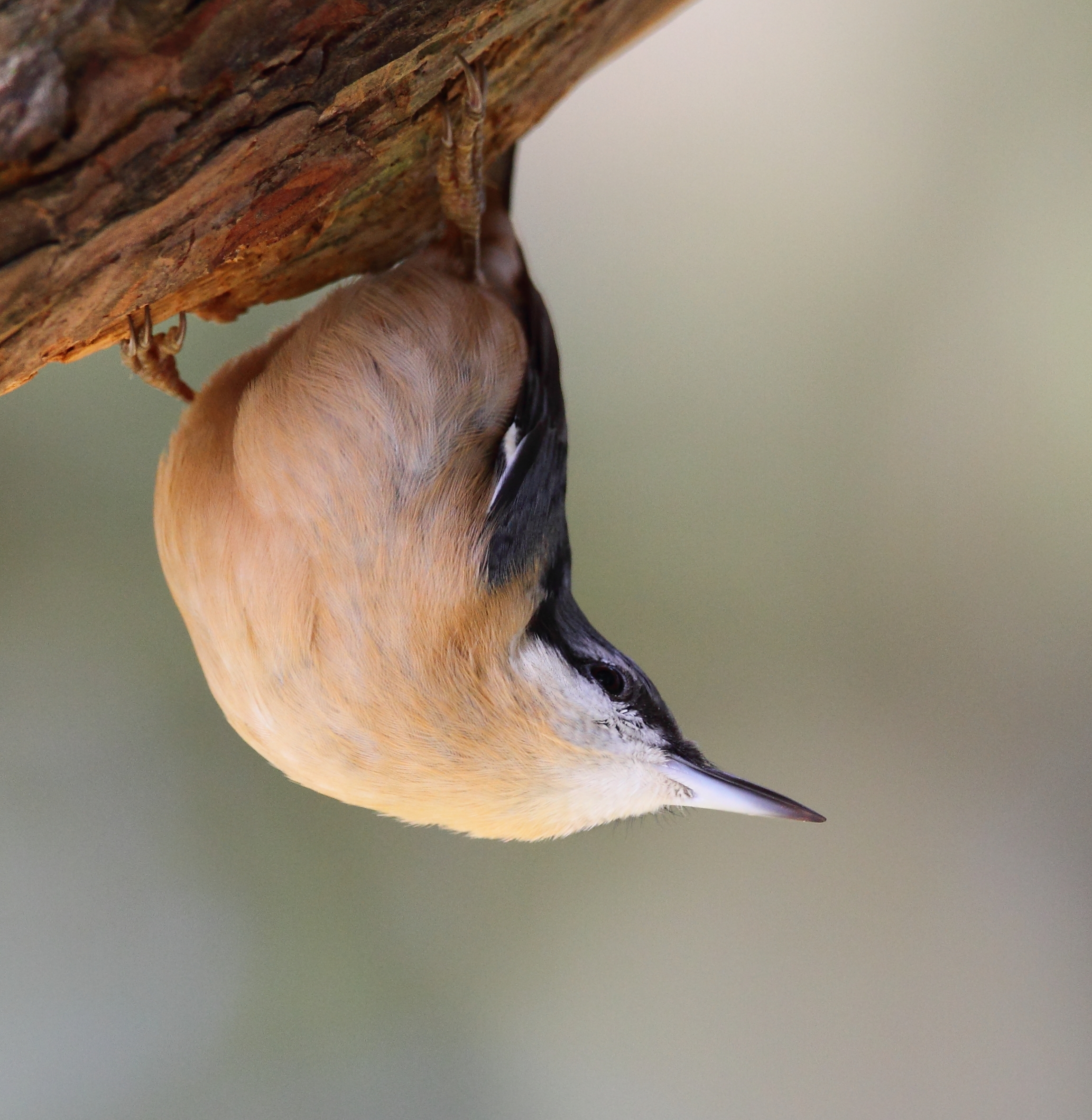Sitta europaea Delor y cnau