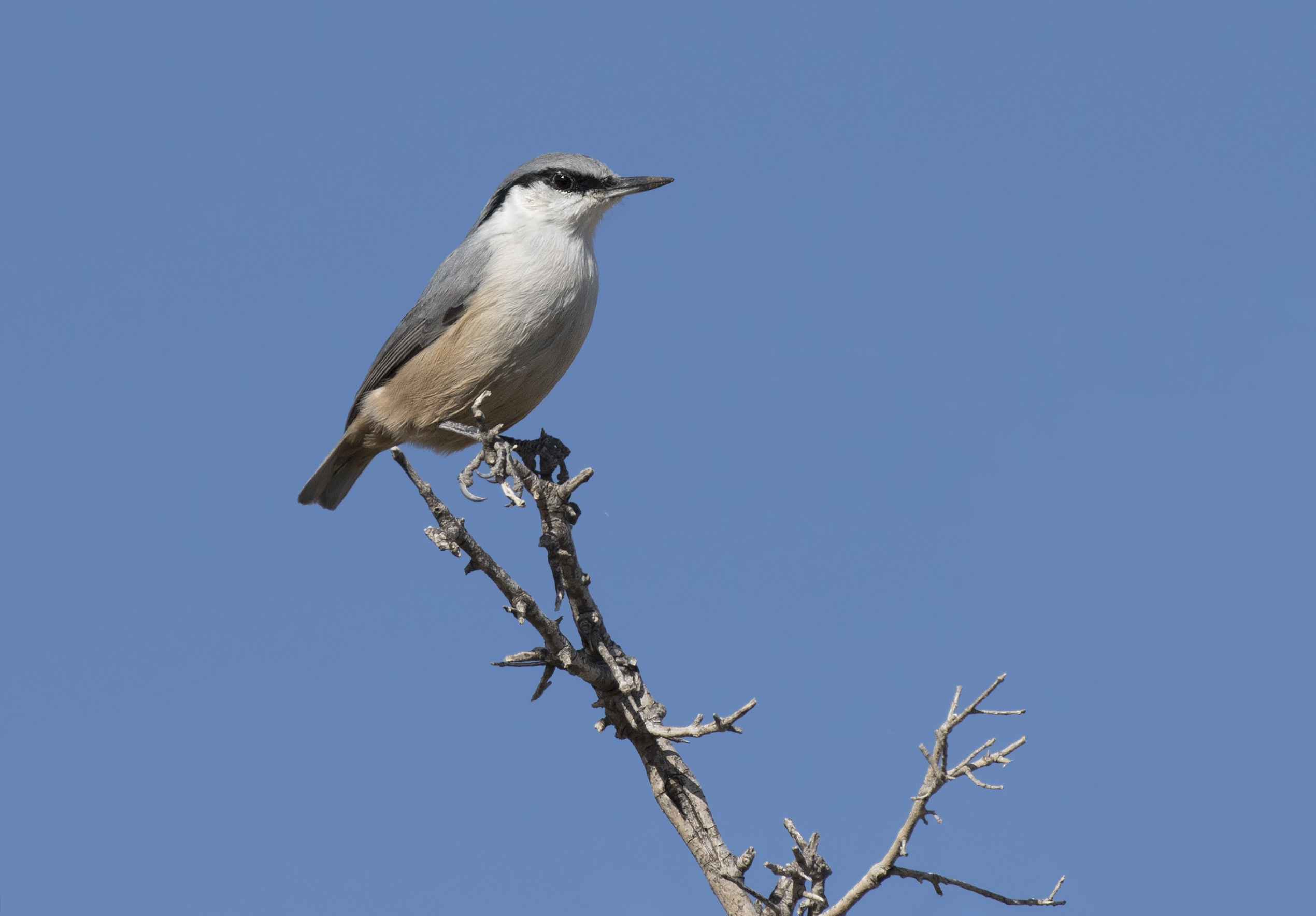 Sitta neumayer - Western Rock Nuthatch, Mersin 2016-11-20 05-10