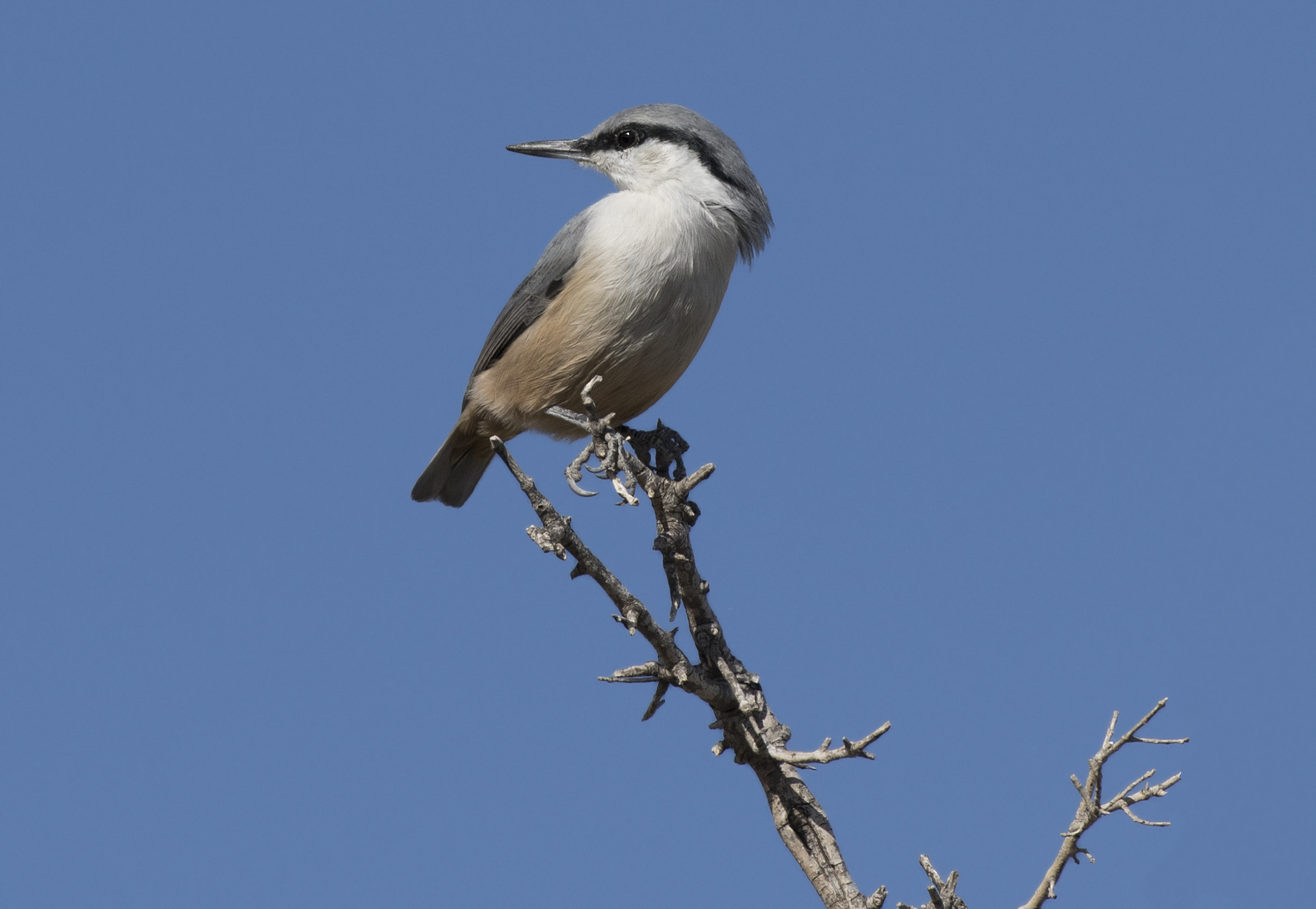 Sitta neumayer - Western Rock Nuthatch, Mersin 2016-11-20 05-12