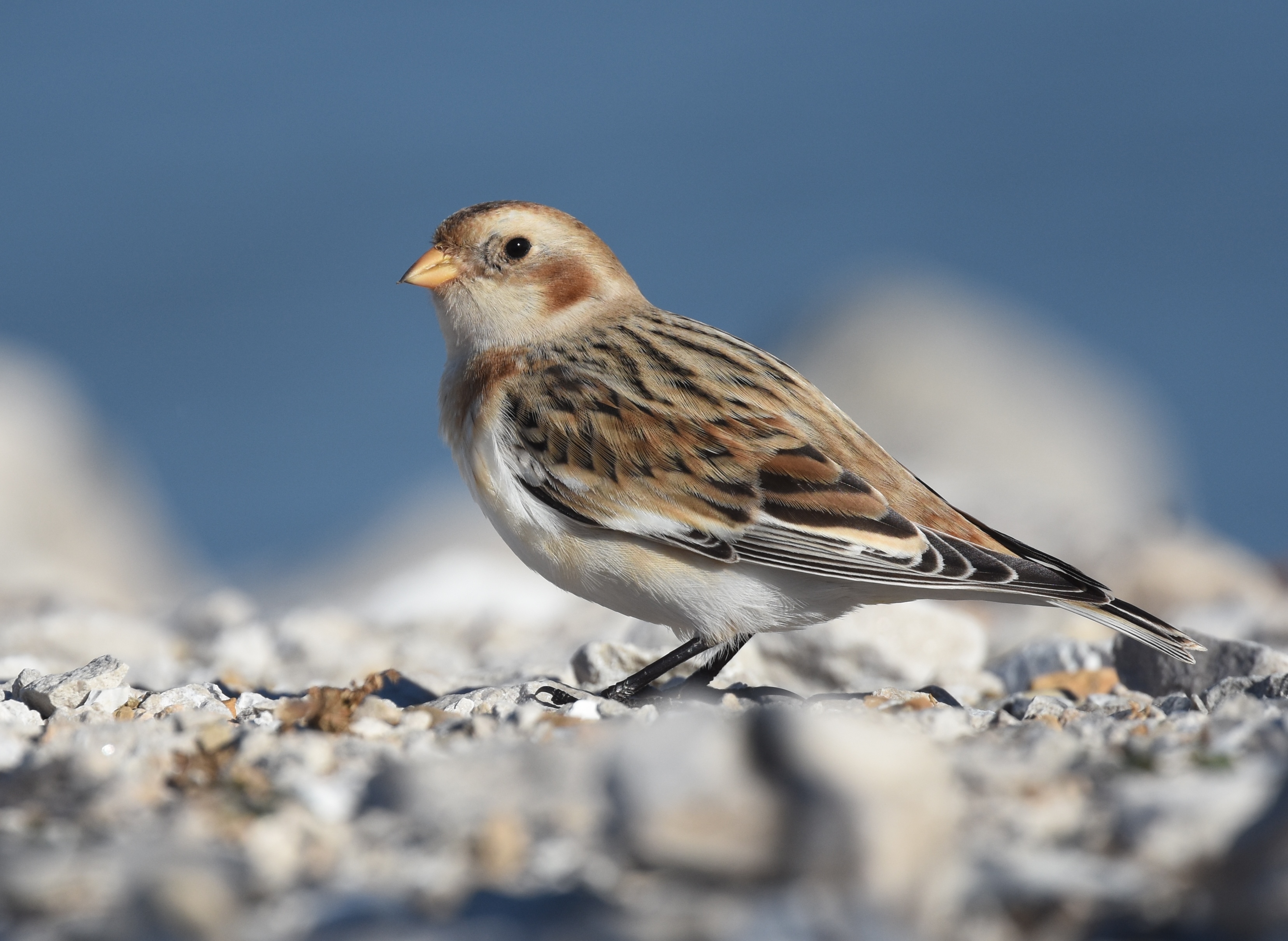 Snow Bunting (38041057465)