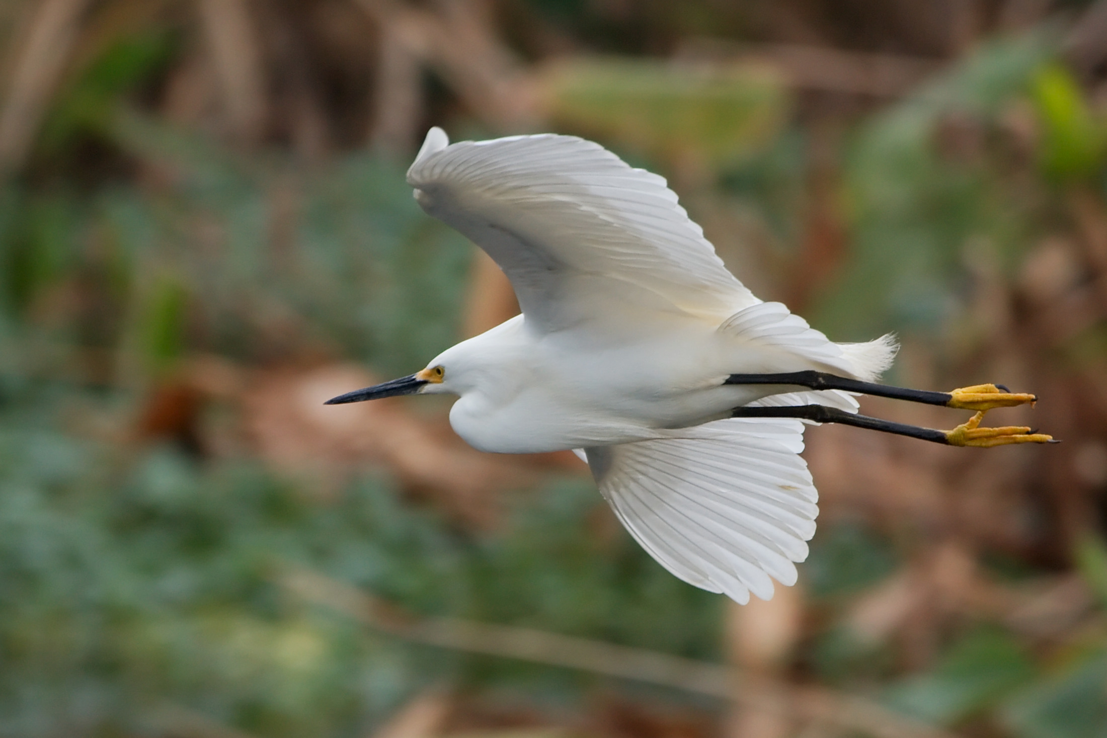 Snowy Egret flying 0587