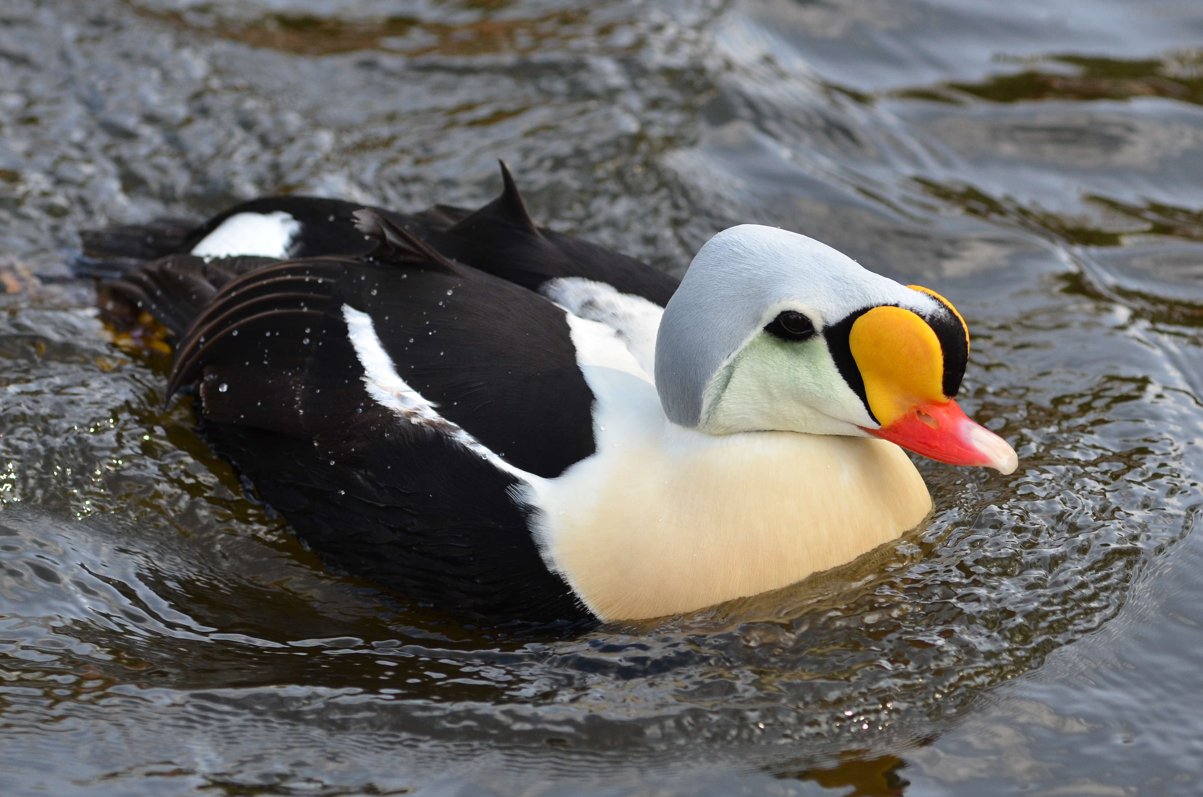 Somateria spectabilis (King Eider - Prachteiderente) - Weltvogelpark Walsrode 2012-16