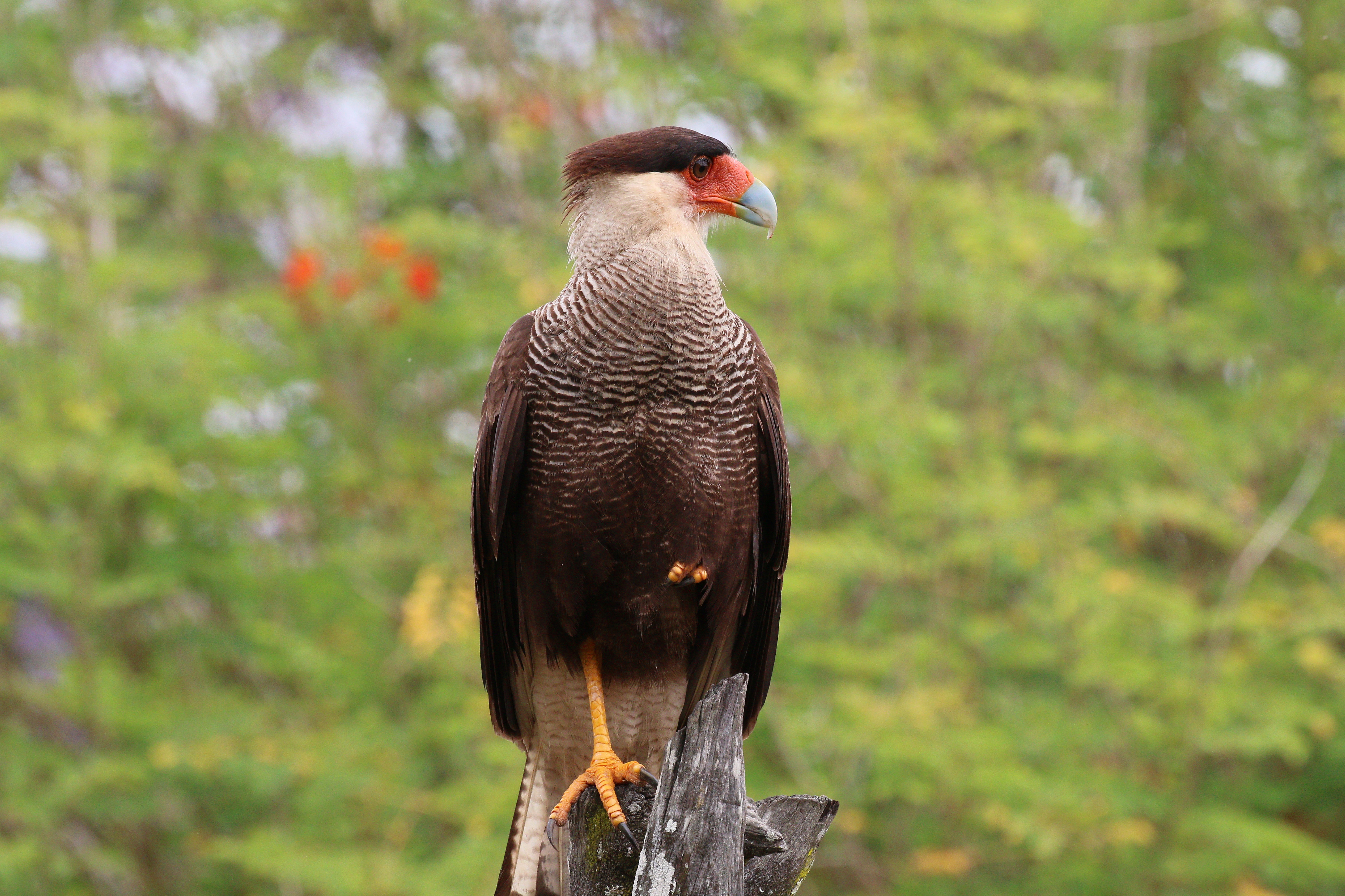 Southern crested caracara (Caracara plancus)