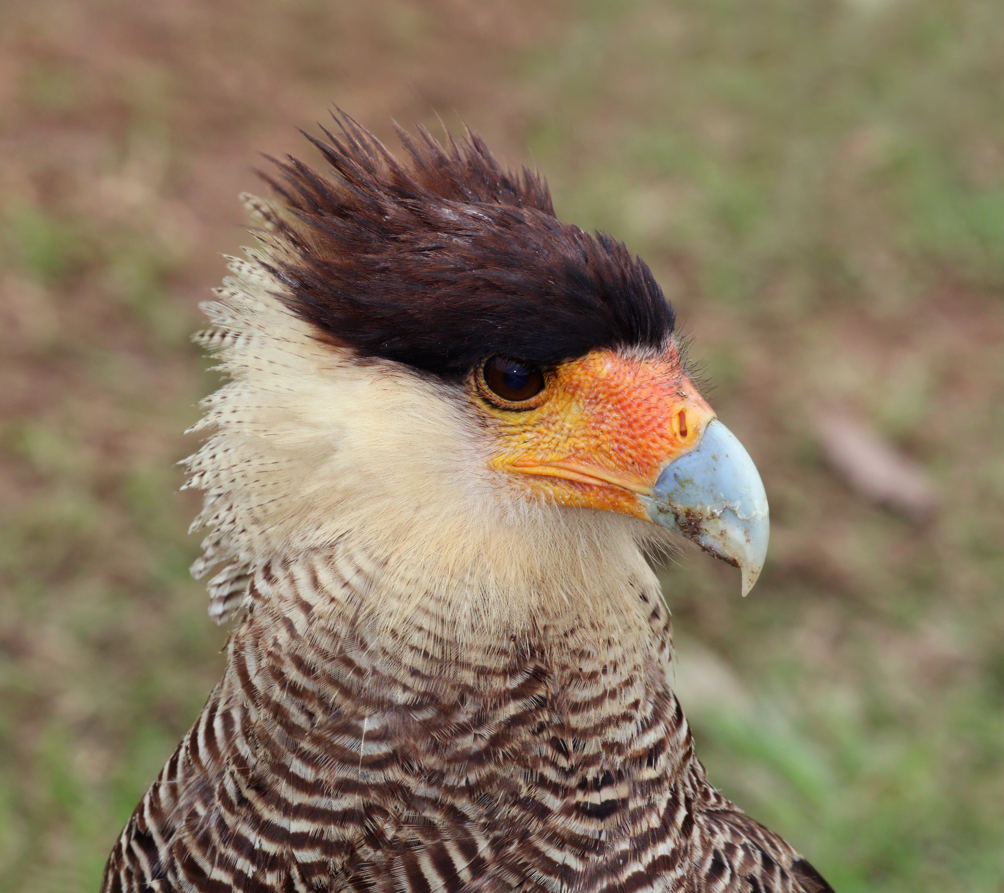Southern crested caracara (Caracara plancus) head adult