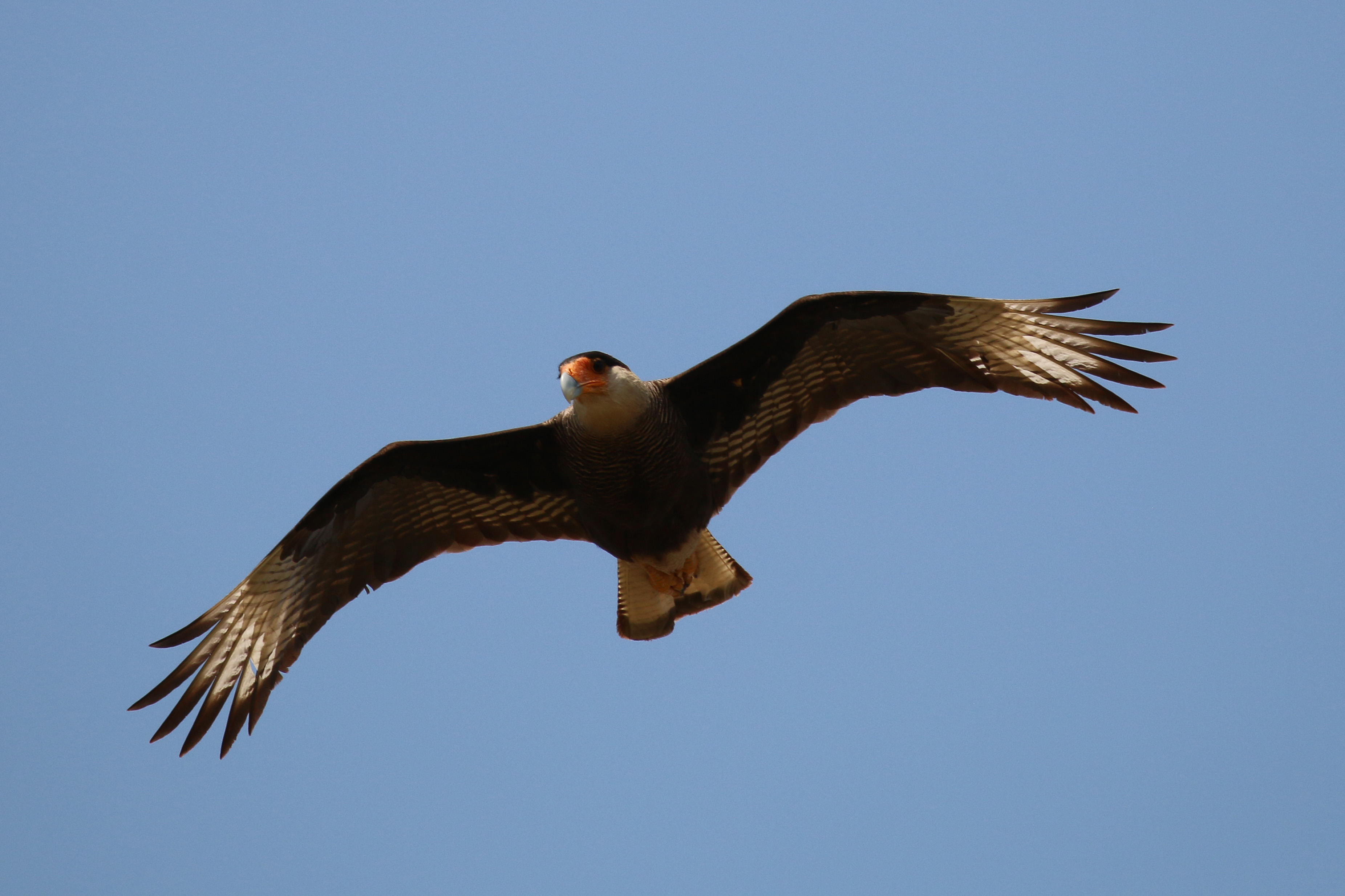 Southern crested caracara (Caracara plancus) in flight