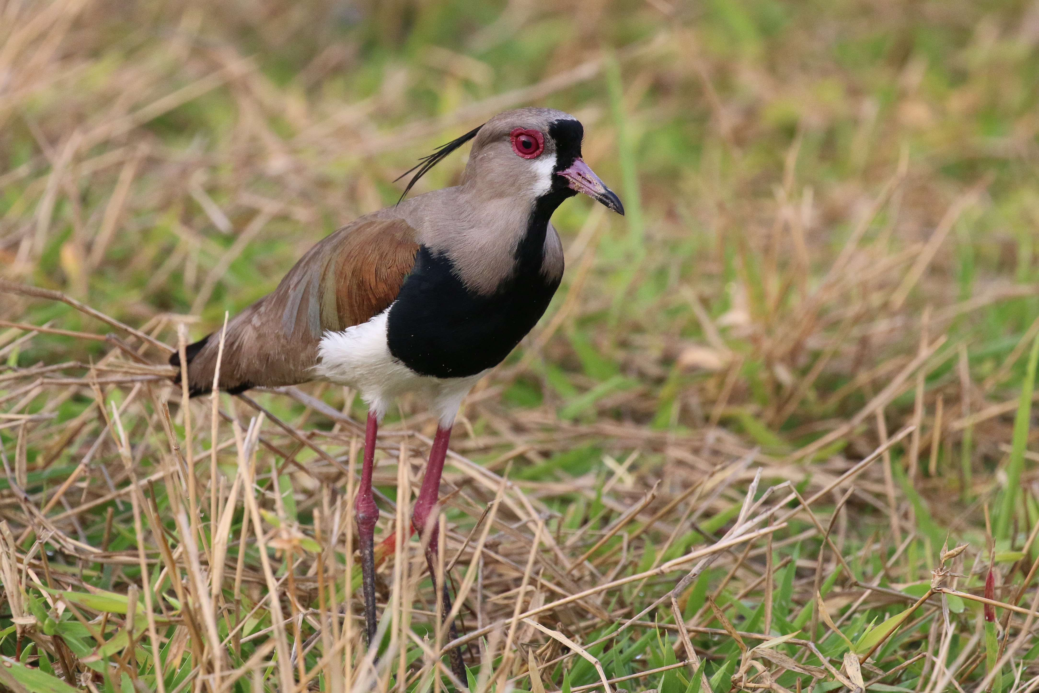 Southern lapwing (Vanellus chilenis lampronotus)