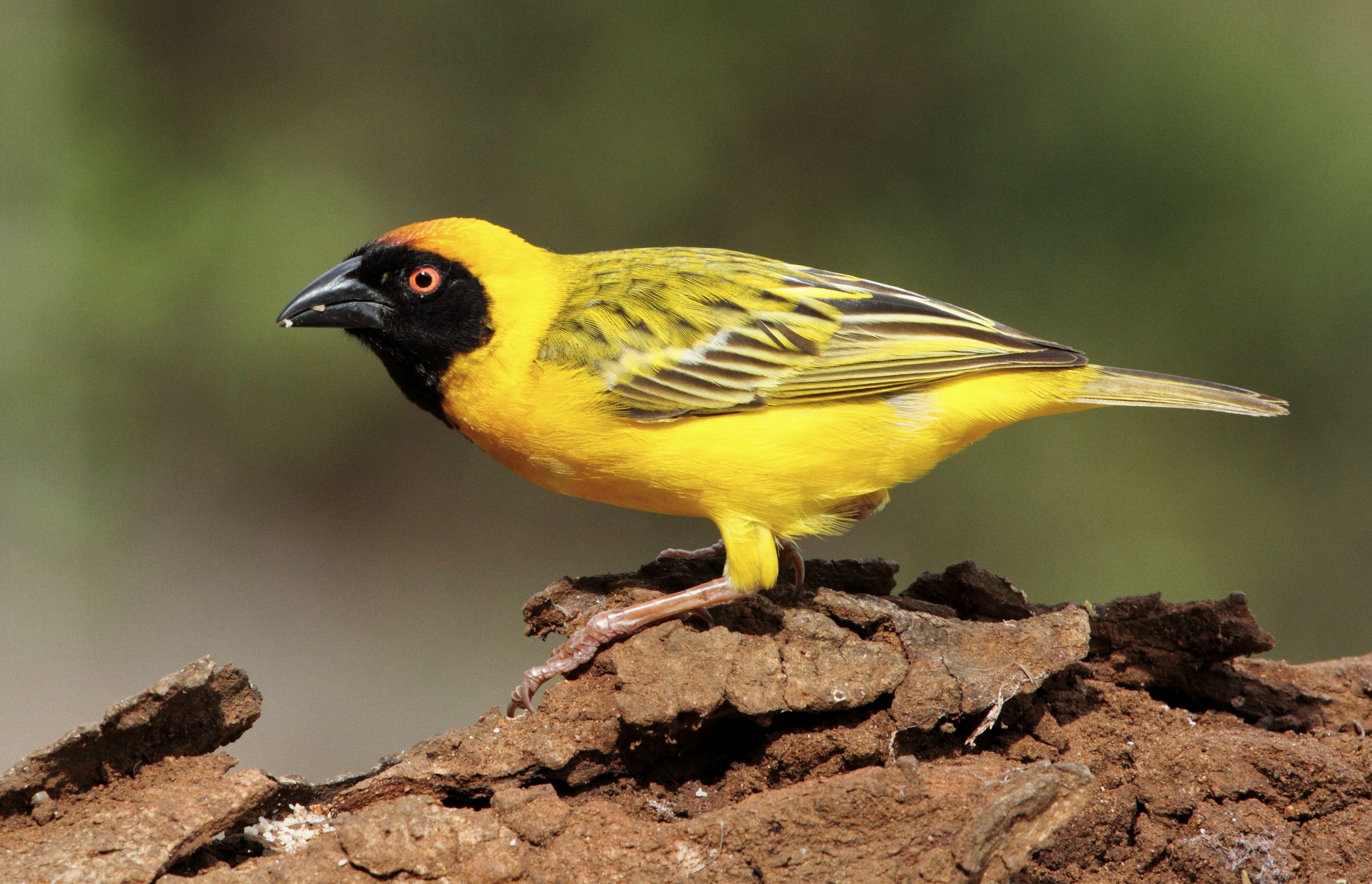 Southern masked weaver 2011 10 12 3390