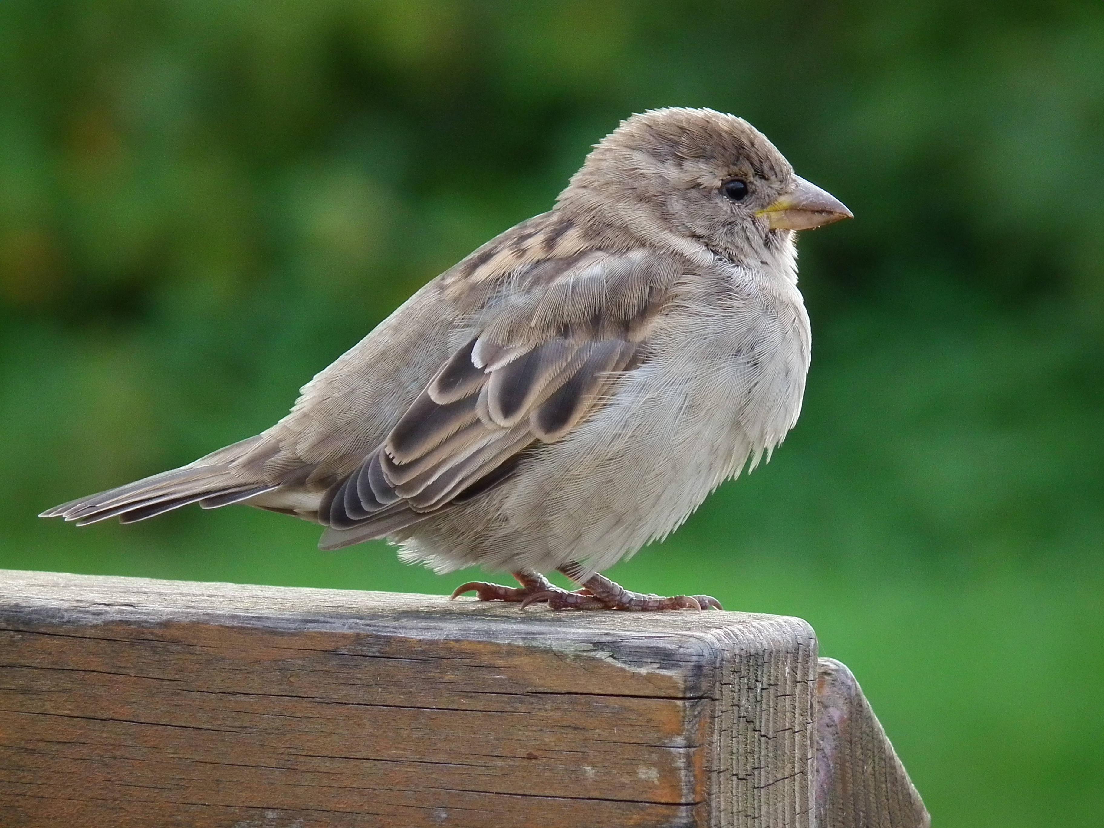 Spatz 2010