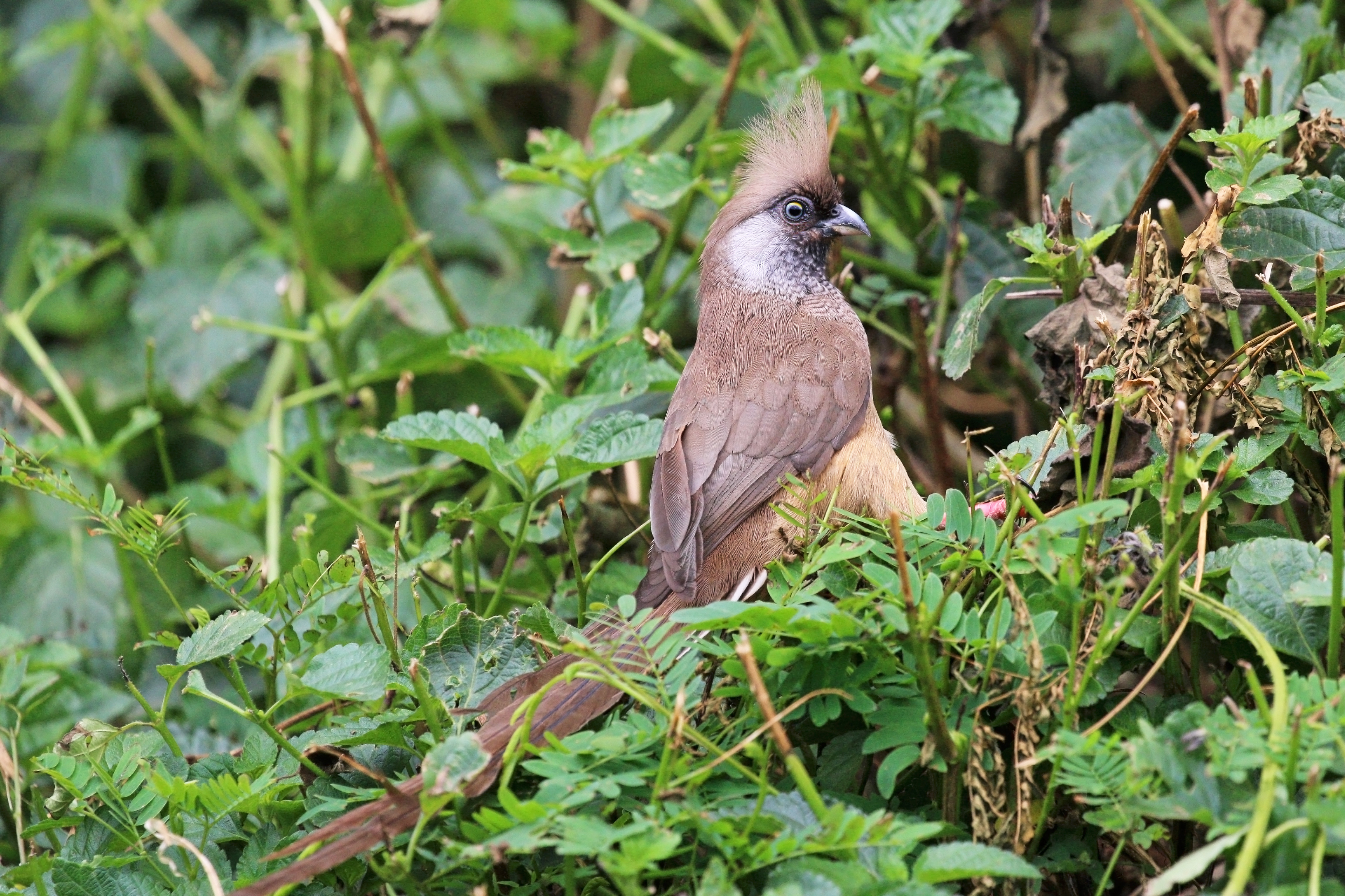 Speckled mousebird (Colius striatus kiwuensis)