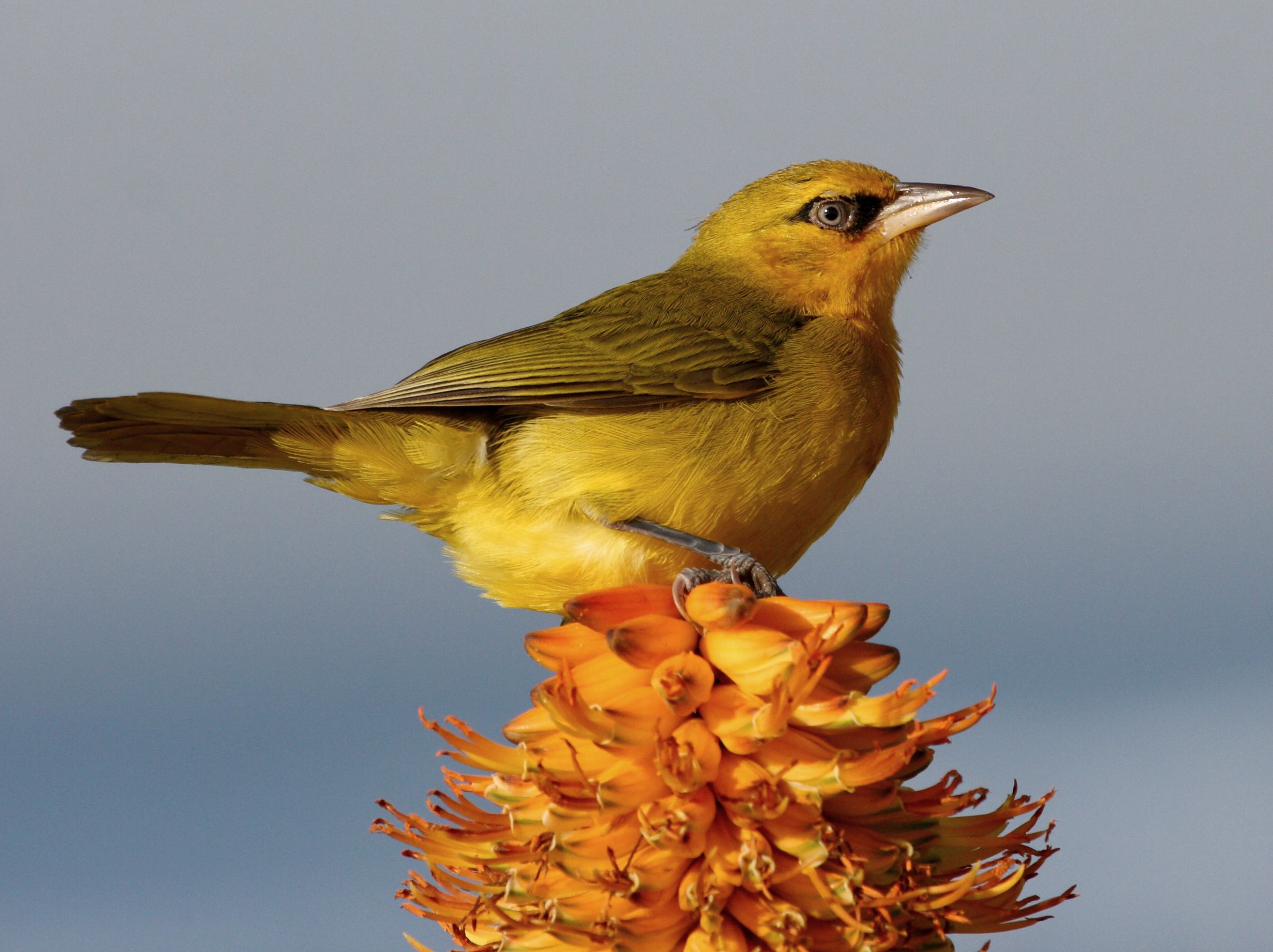 Spectacled weaver 2011 07 12 04161